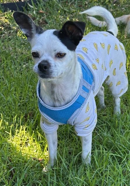 Enlarge KAREN, a ADOPTABLE mixed breed in Bell Gardens, CA image 5/6