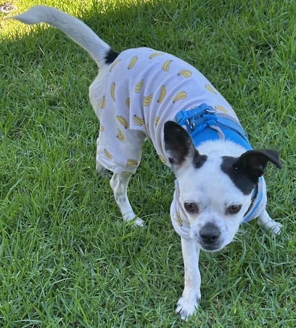 Enlarge KAREN, a ADOPTABLE mixed breed in Bell Gardens, CA image 6/6