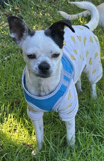 Enlarge KAREN, a ADOPTABLE mixed breed in Bell Gardens, CA image 4/6