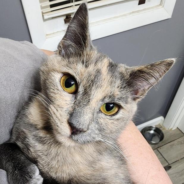 Enlarge Latte bonded with Cappuccino, a Adoptable mixed breed in Johnson City, TN image 2/4