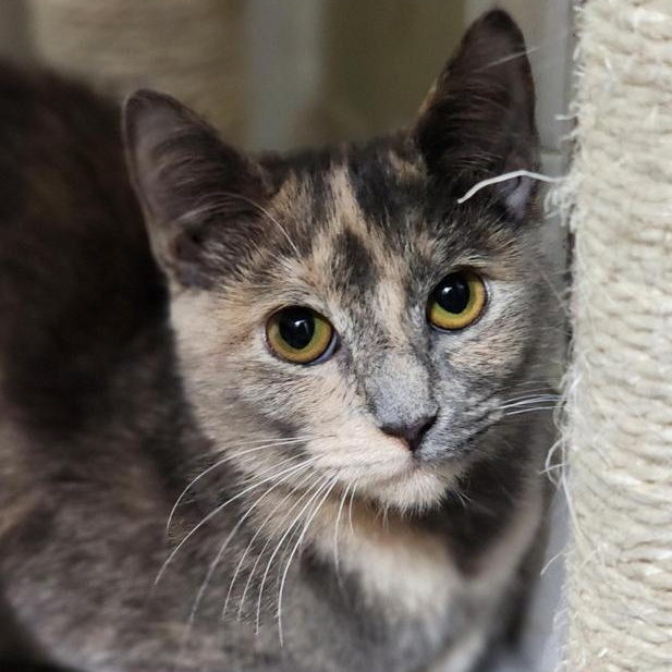 Enlarge Latte bonded with Cappuccino, a Adoptable mixed breed in Johnson City, TN image 3/4