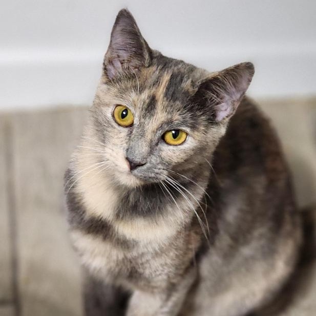 Enlarge Latte bonded with Cappuccino, a Adoptable mixed breed in Johnson City, TN image 1/4