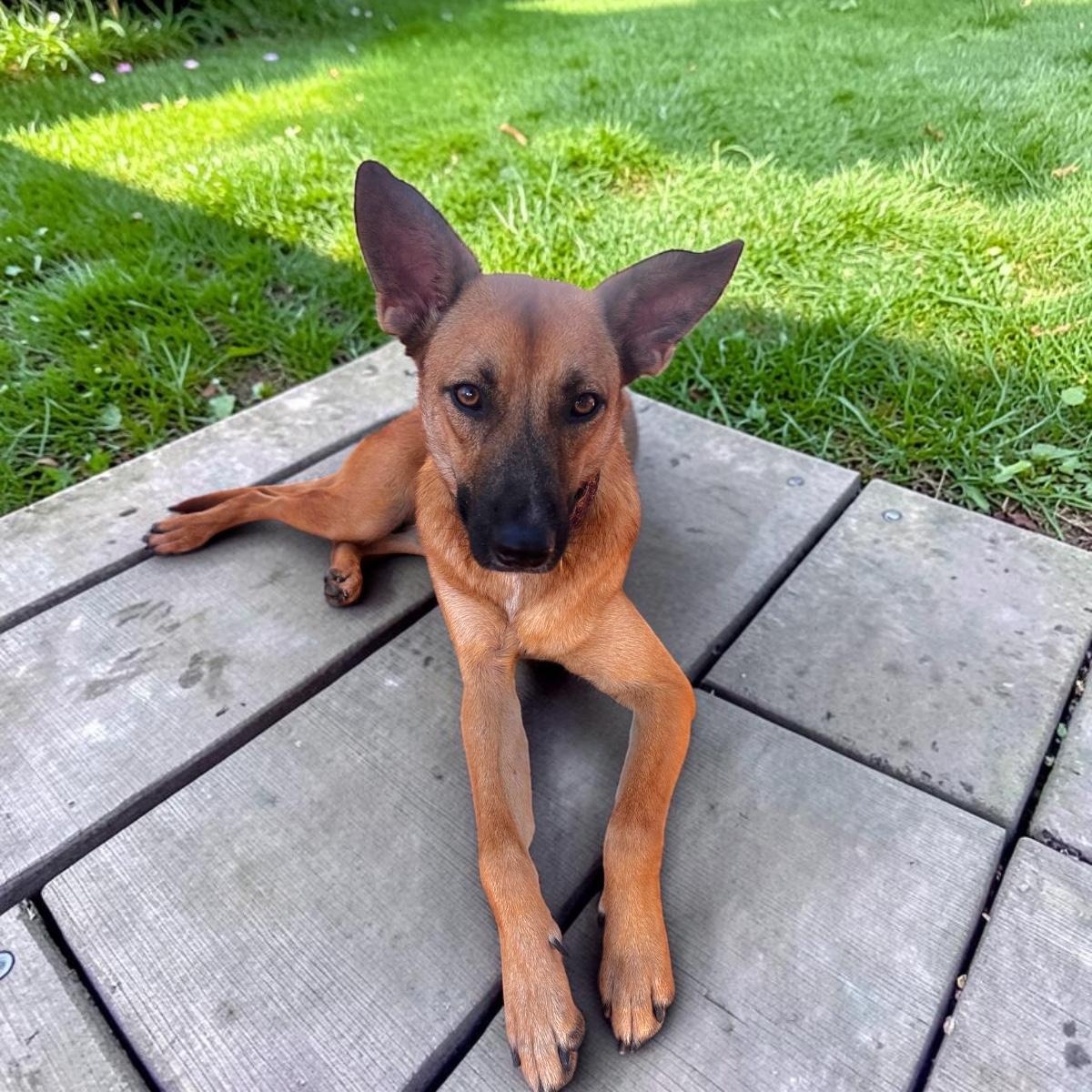 Enlarge Lola, a Adoptable mixed breed in Seattle, WA image 3/6