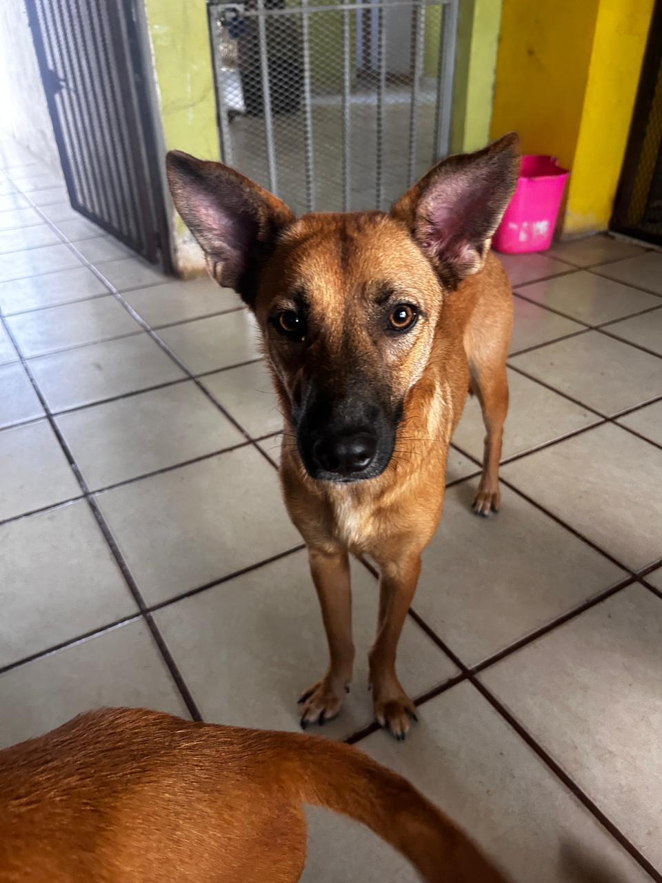 Enlarge Lola, a Adoptable mixed breed in Seattle, WA image 5/6