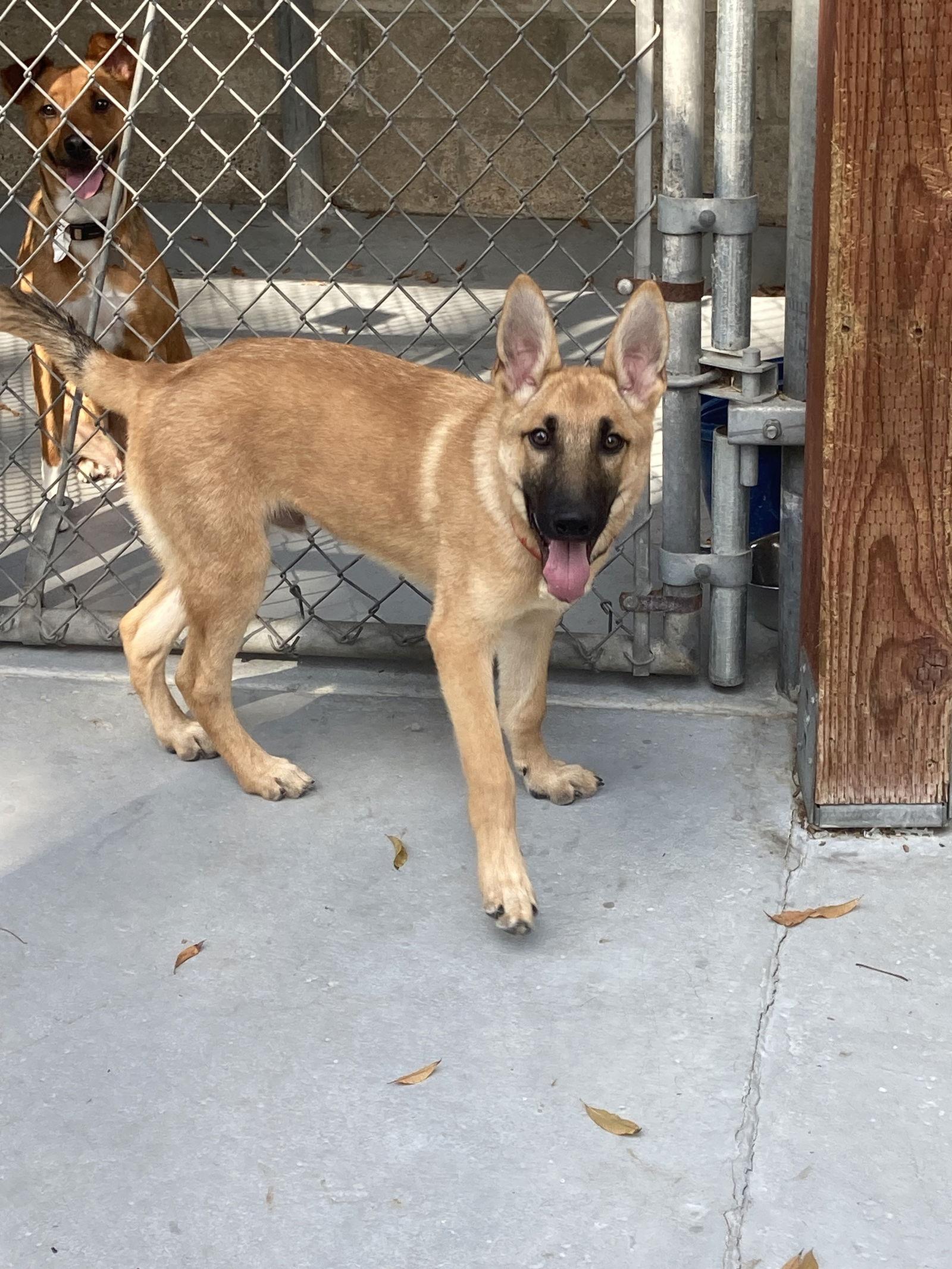 Georgie, Adoptable, Young Male German Shepherd Dog & Belgian Shepherd / Malinois.