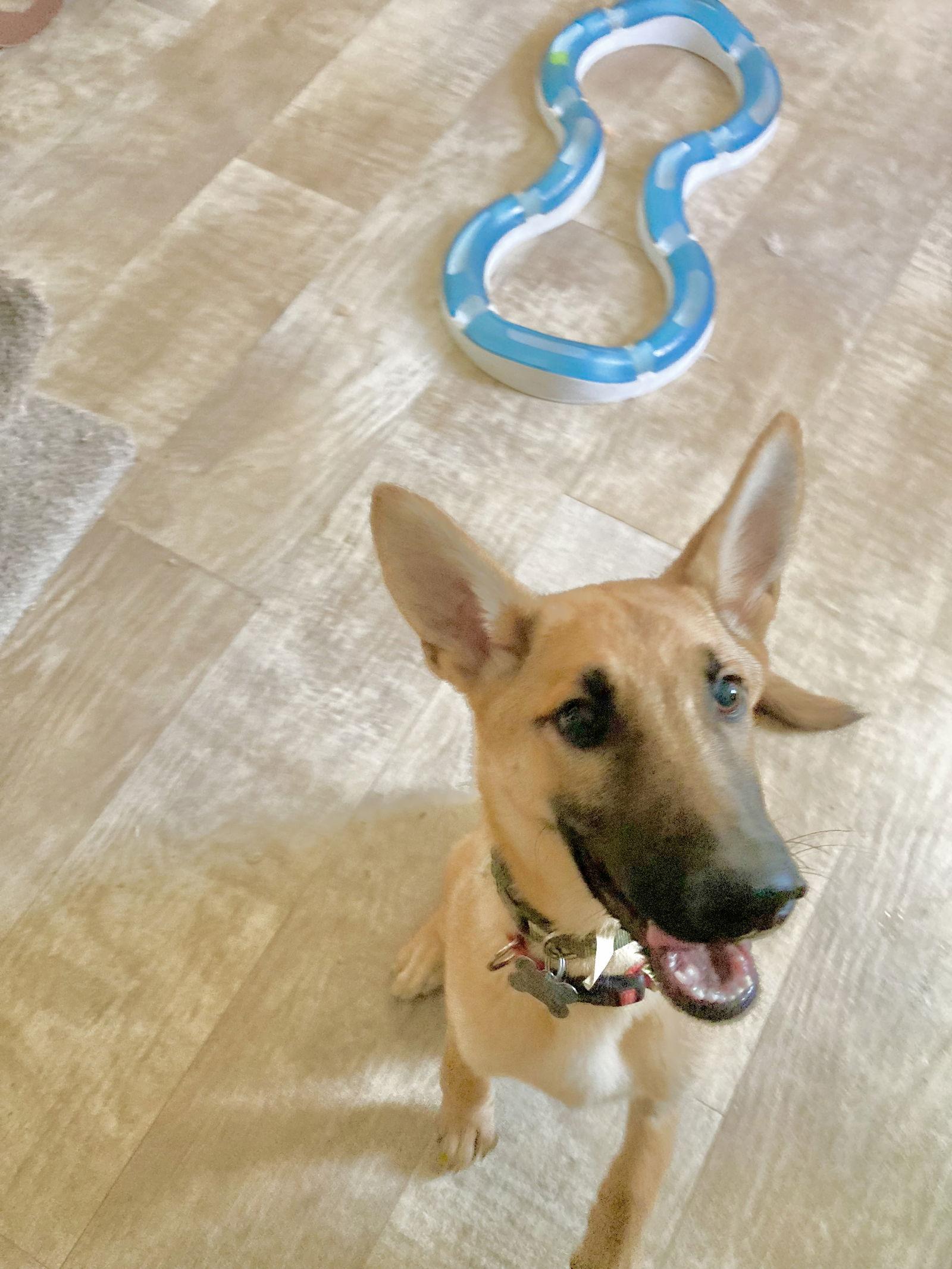 Georgie, a Adoptable mixed breed in San Diego, CA image 2/3