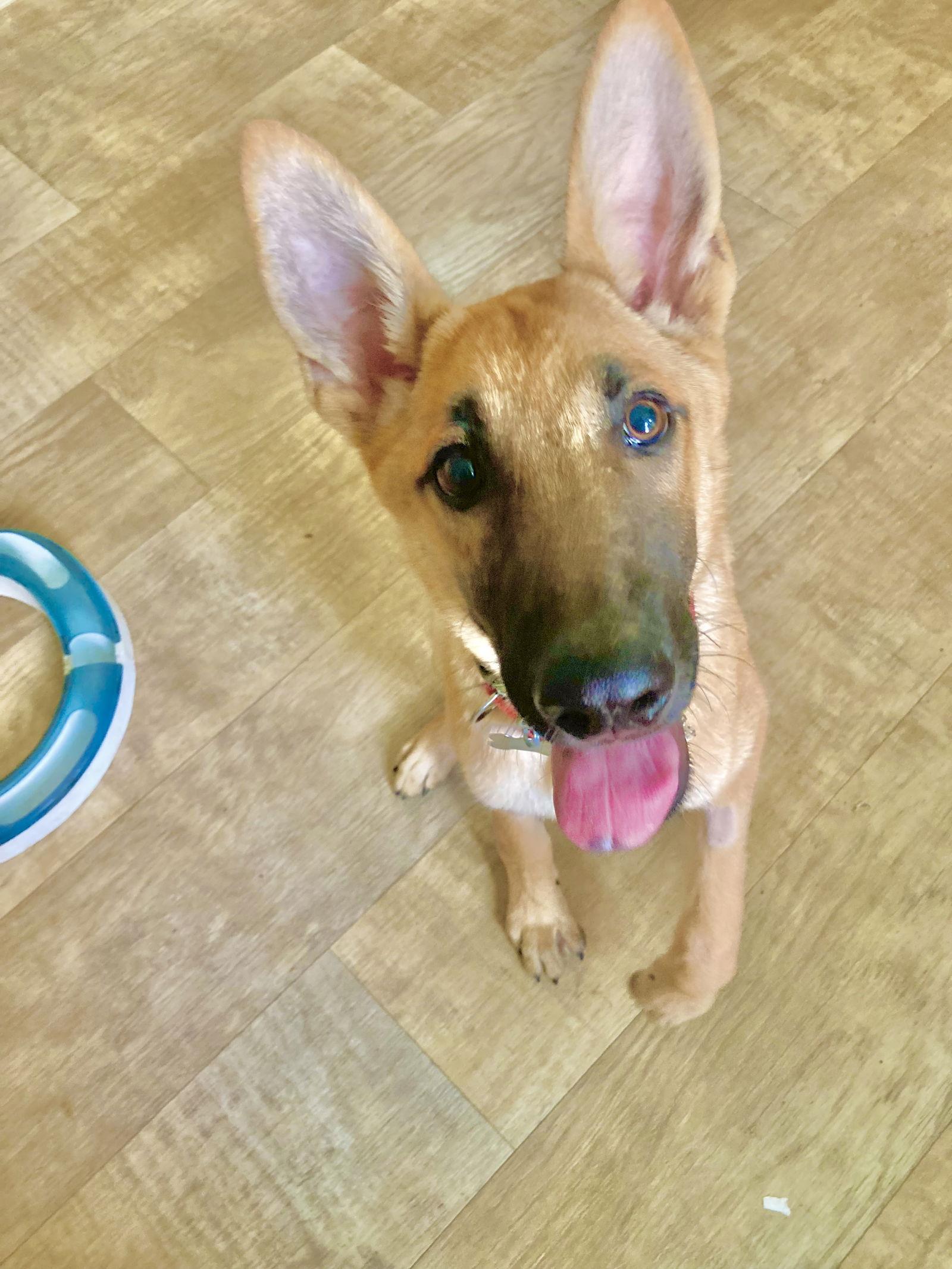 Georgie, a Adoptable mixed breed in San Diego, CA image 3/3