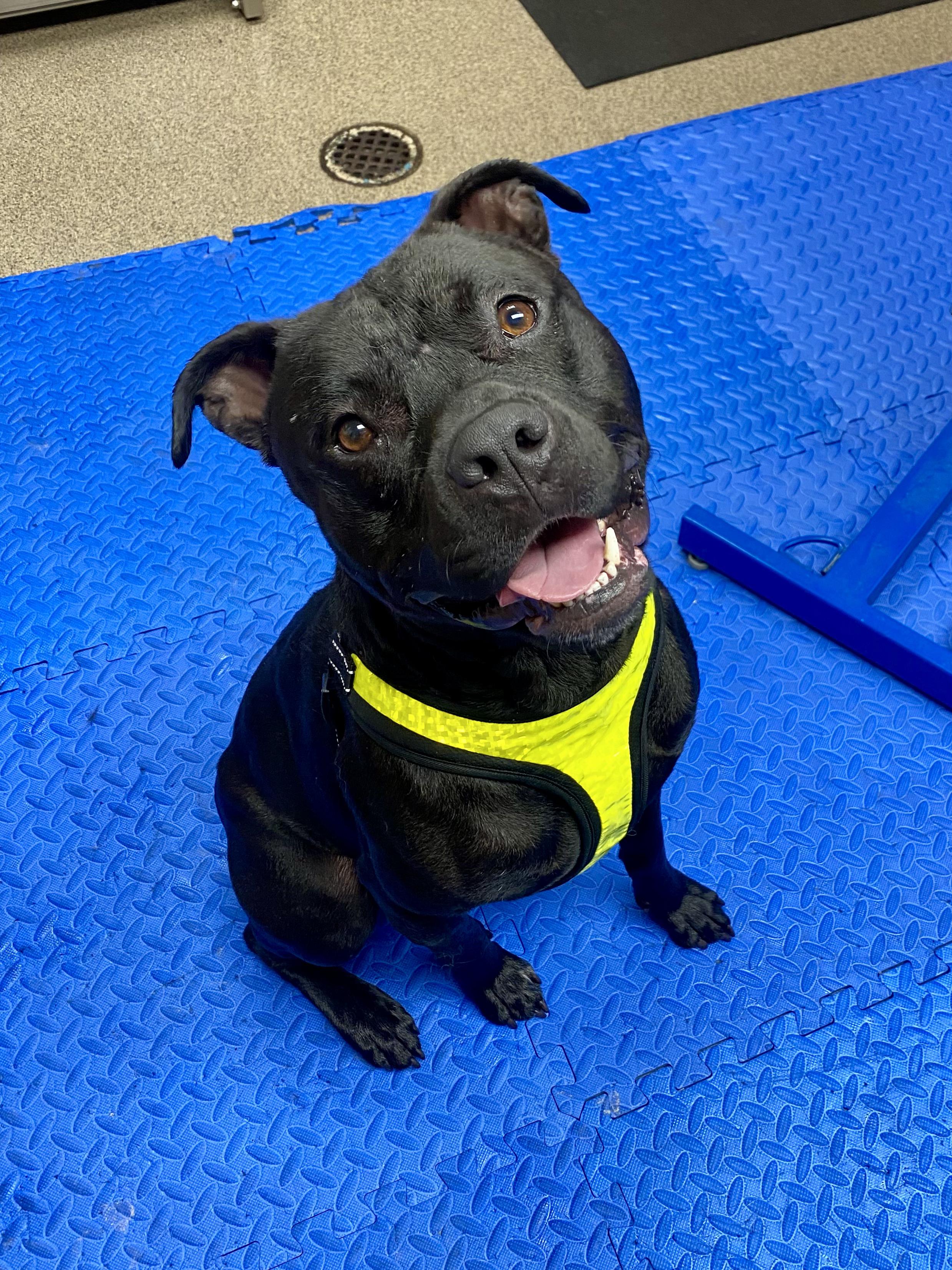 Brawler, Adoptable, Young Male American Bulldog & American Staffordshire Terrier.