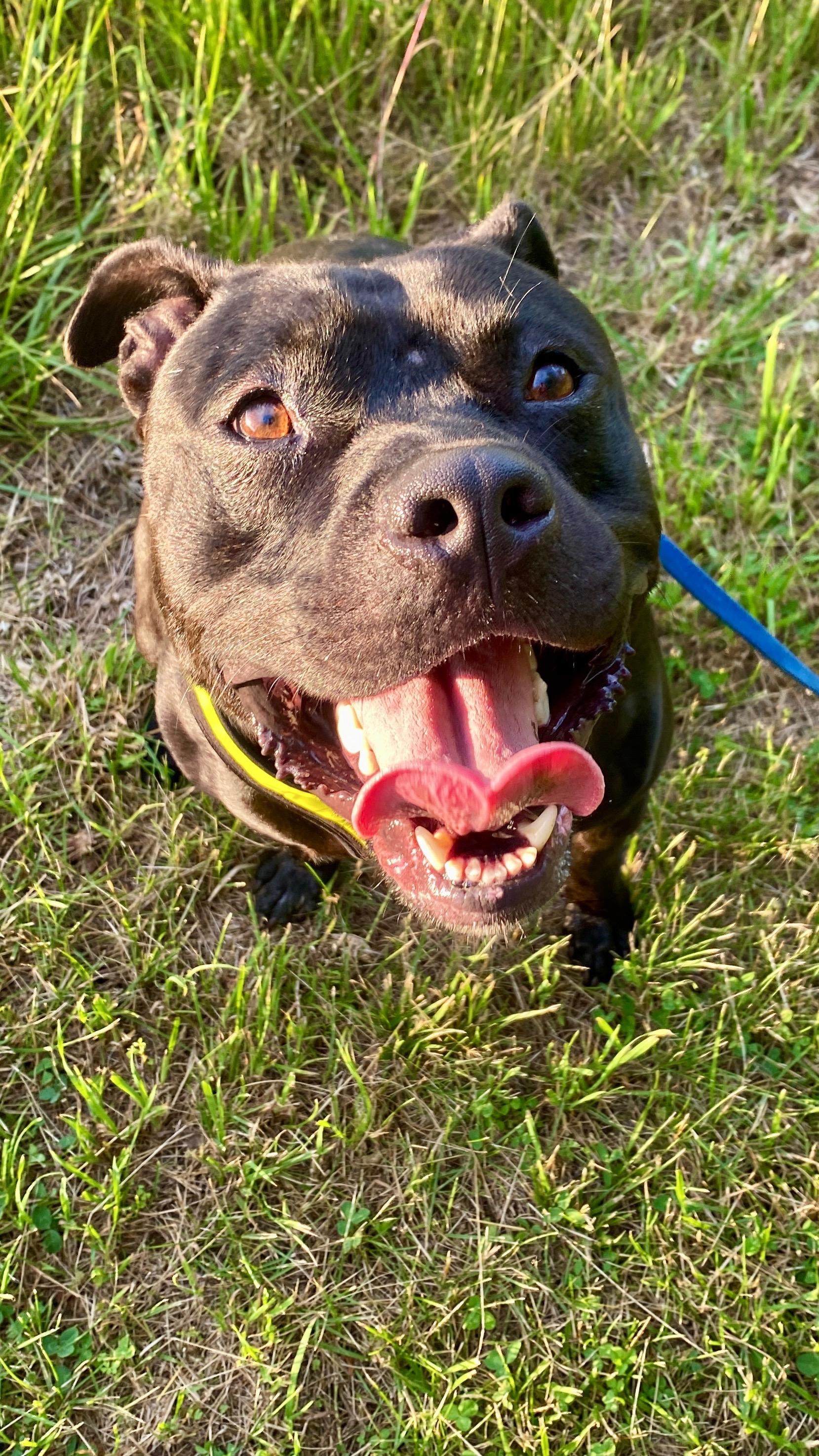 Brawler, a Adoptable mixed breed in Sunbury, PA image 4/6
