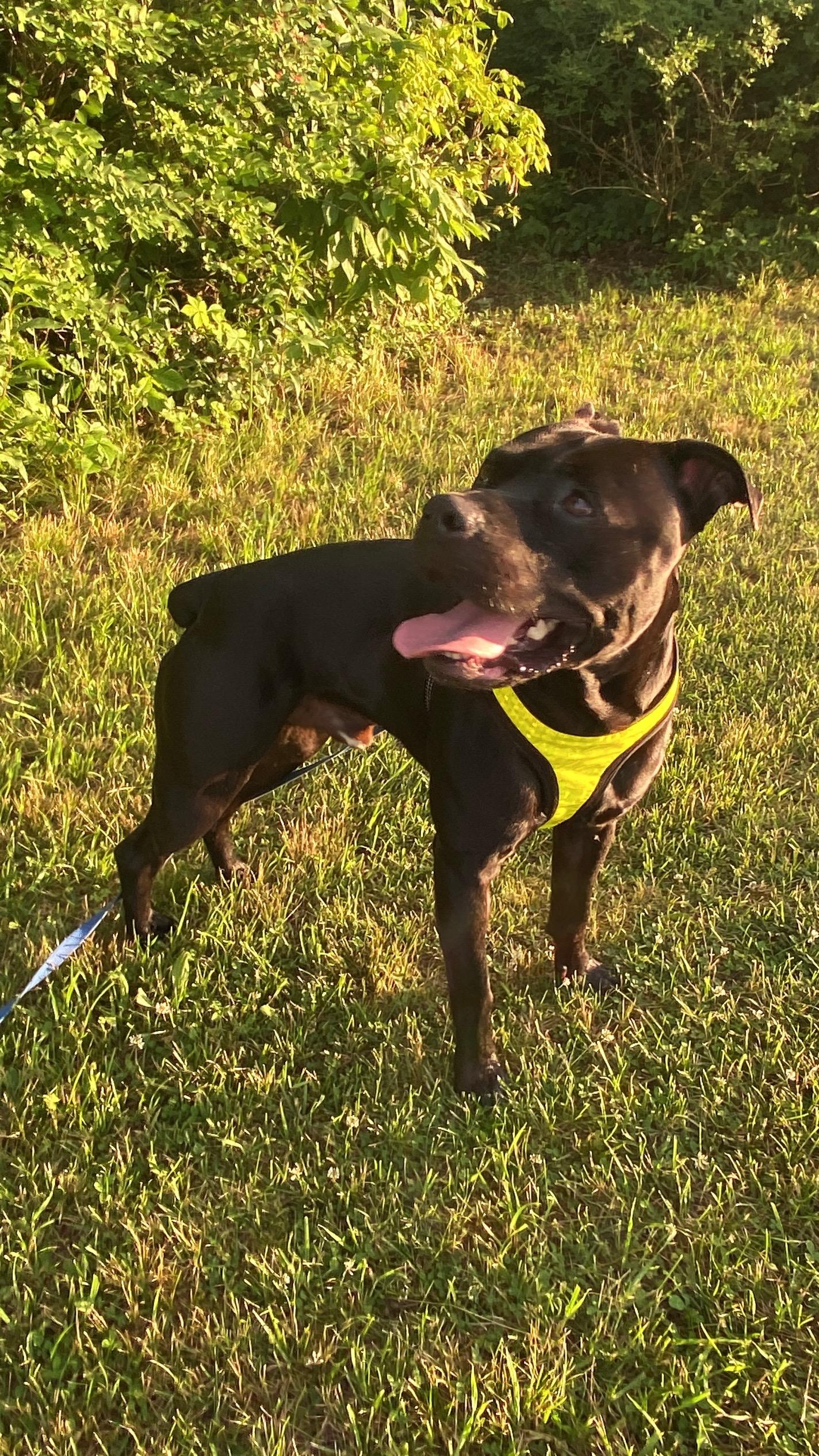 Brawler, a Adoptable mixed breed in Sunbury, PA image 2/6