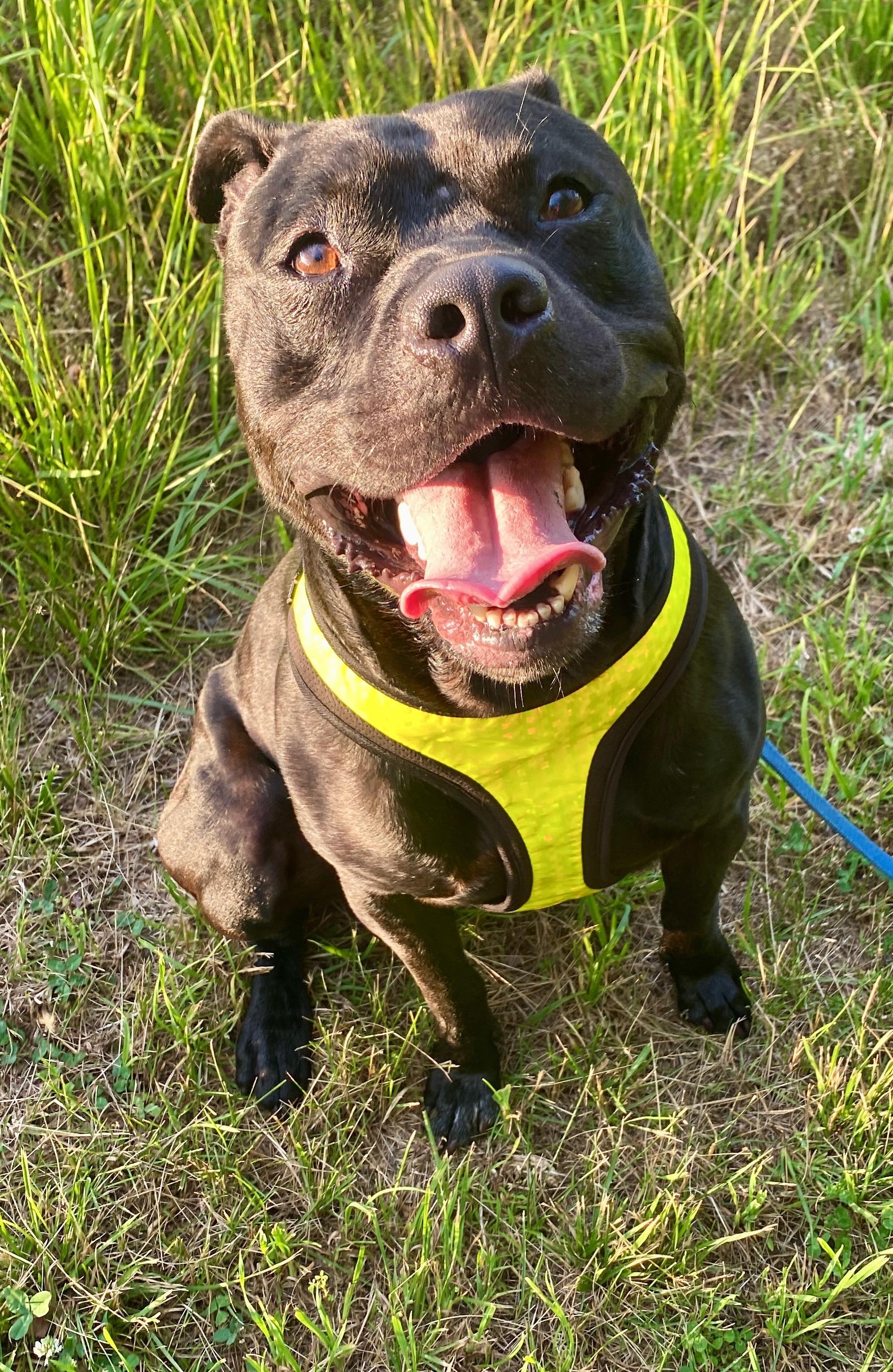 Brawler, a Adoptable mixed breed in Sunbury, PA image 3/6