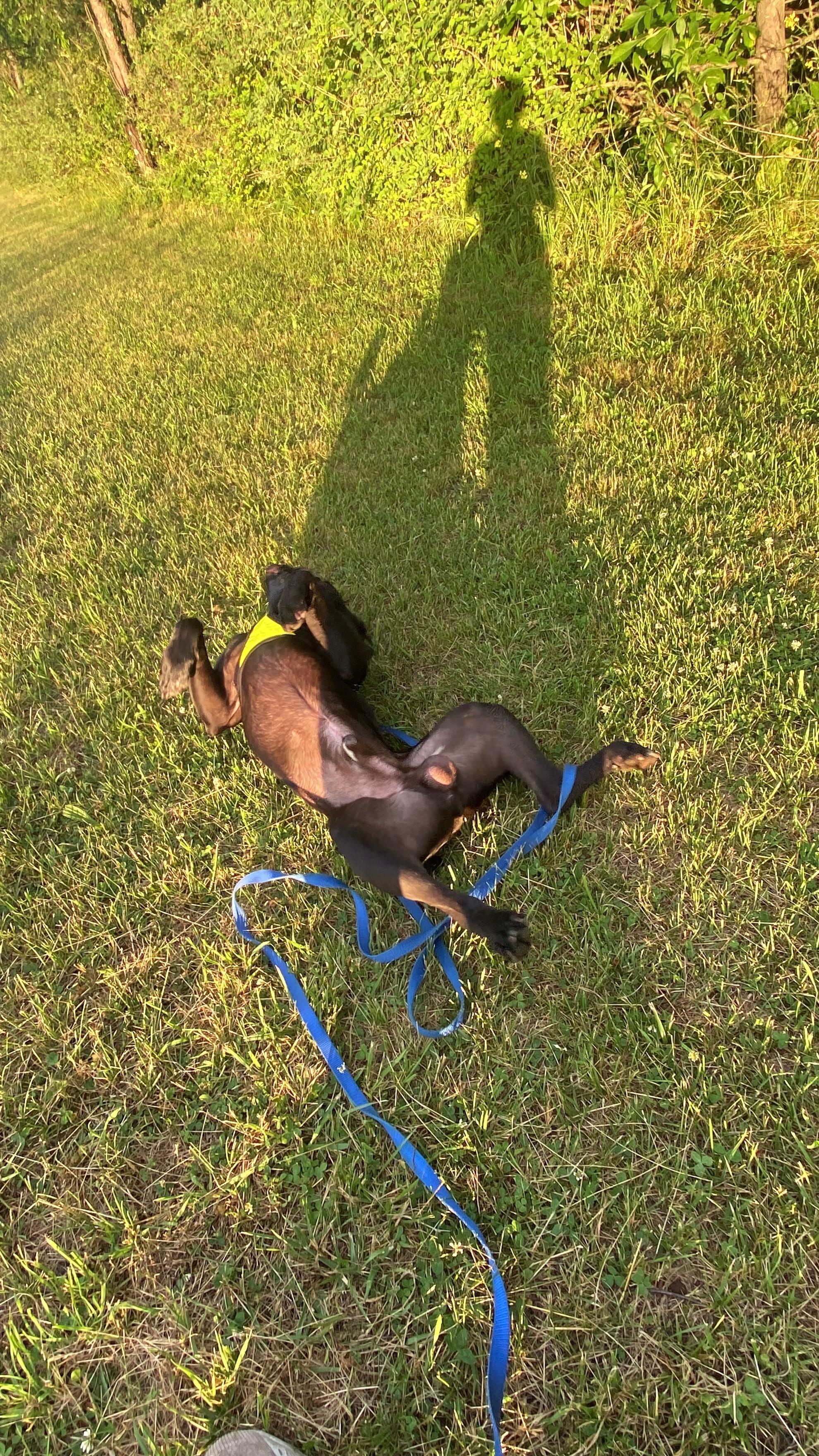 Brawler, a Adoptable mixed breed in Sunbury, PA image 6/6