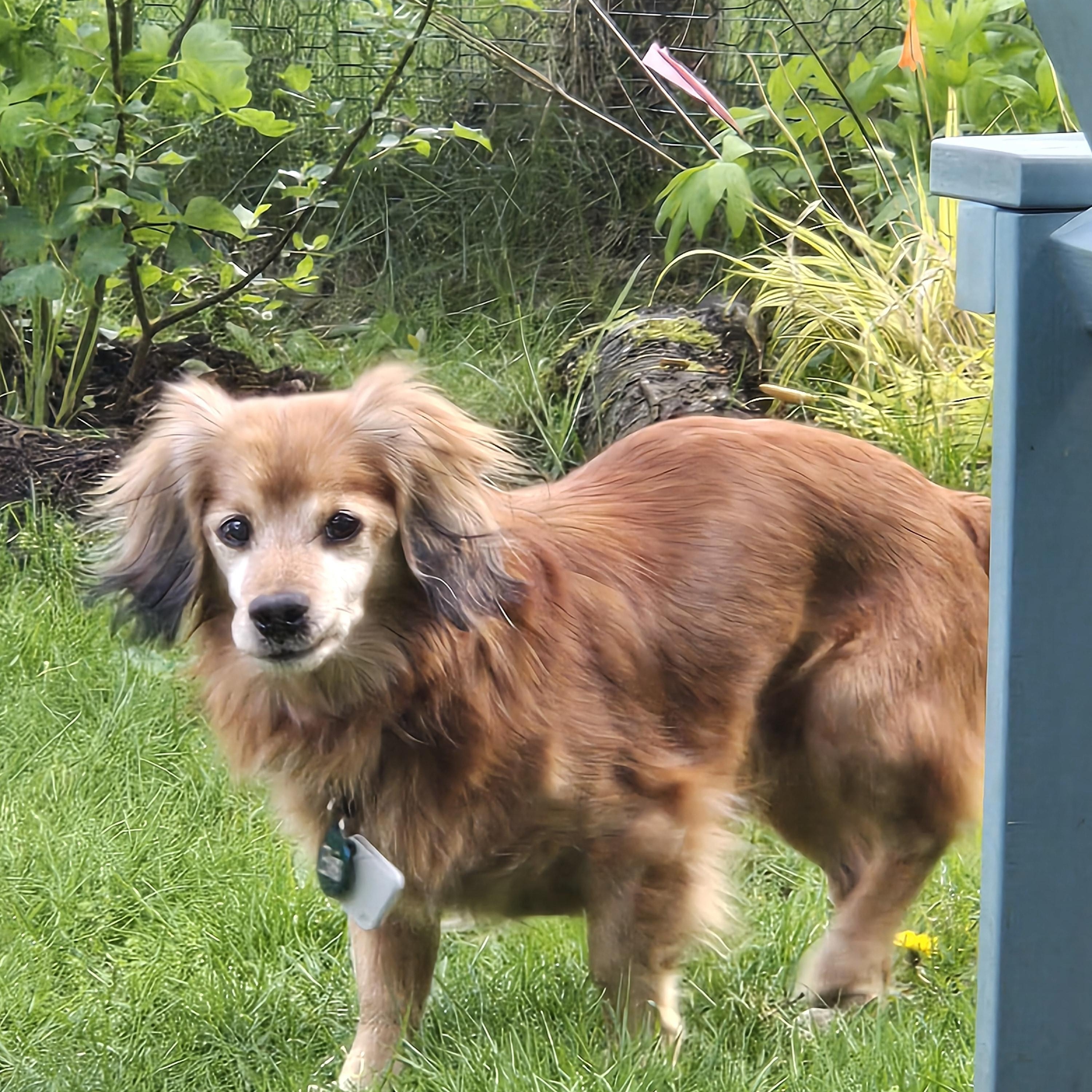 Steve, ADOPTABLE, Senior Male Dachshund.