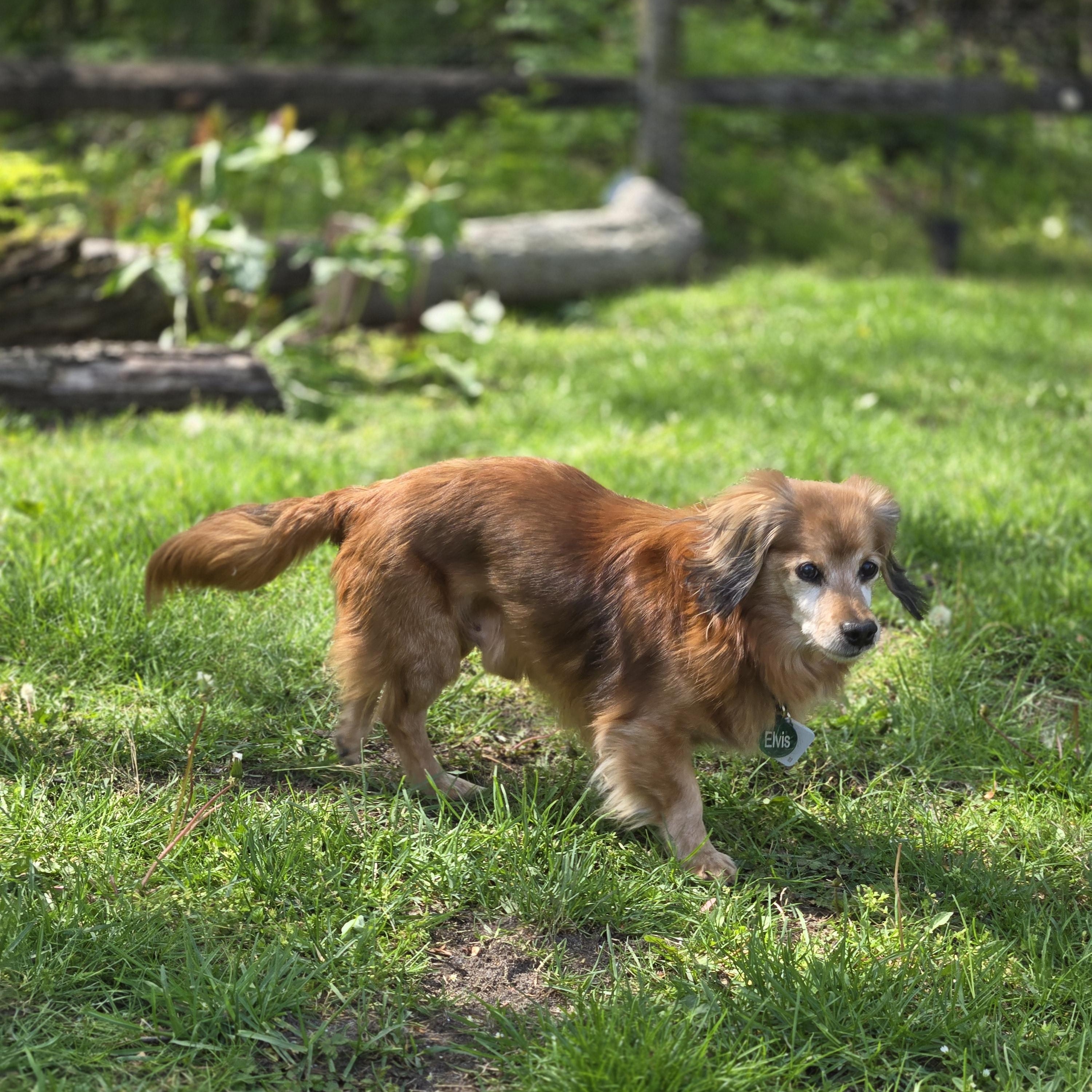Enlarge Steve, a ADOPTABLE mixed breed in Sylvania, OH image 3/6