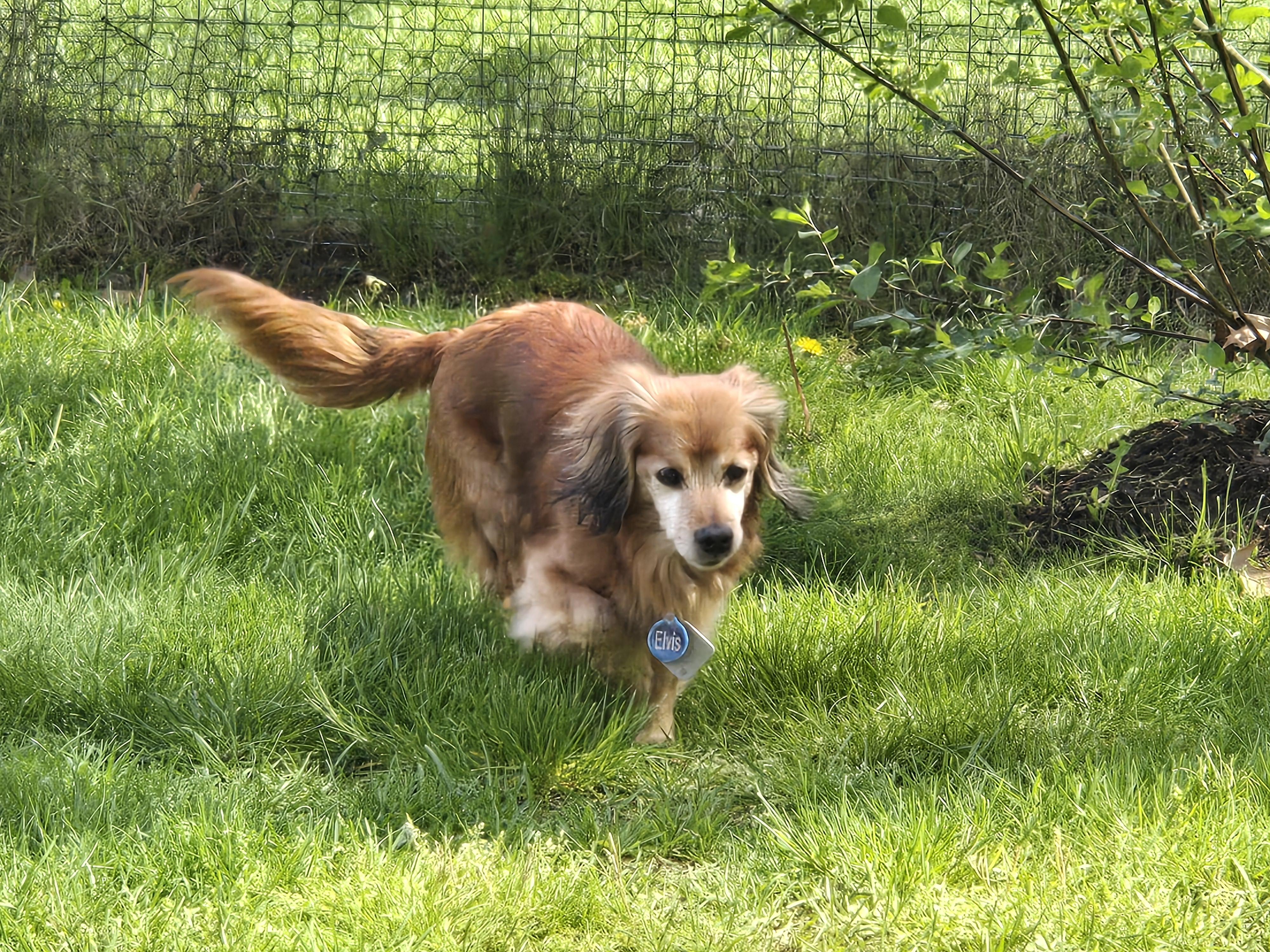 Enlarge Steve, a ADOPTABLE mixed breed in Sylvania, OH image 2/6