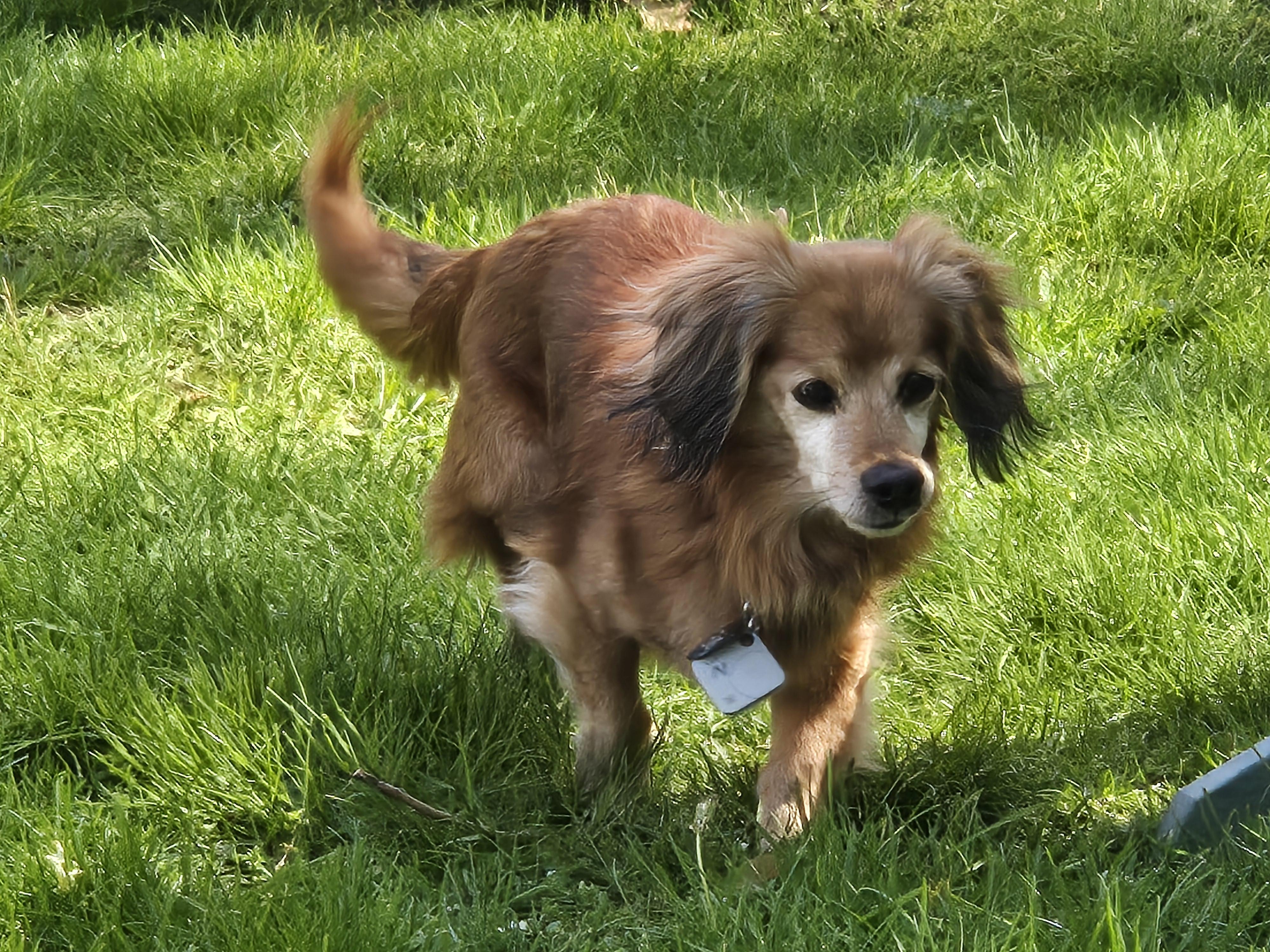 Enlarge Steve, a ADOPTABLE mixed breed in Sylvania, OH image 4/6