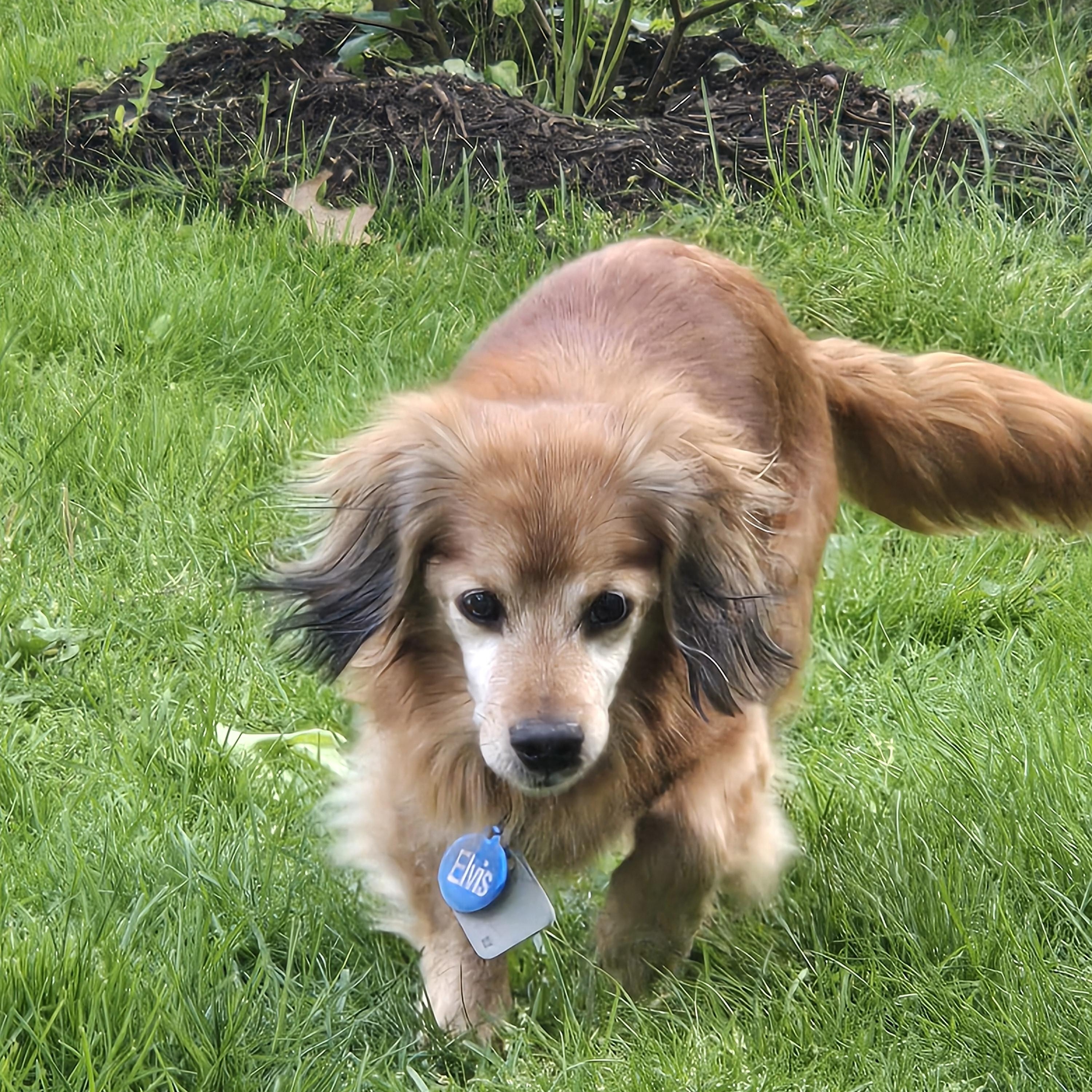 Enlarge Steve, a ADOPTABLE mixed breed in Sylvania, OH image 6/6