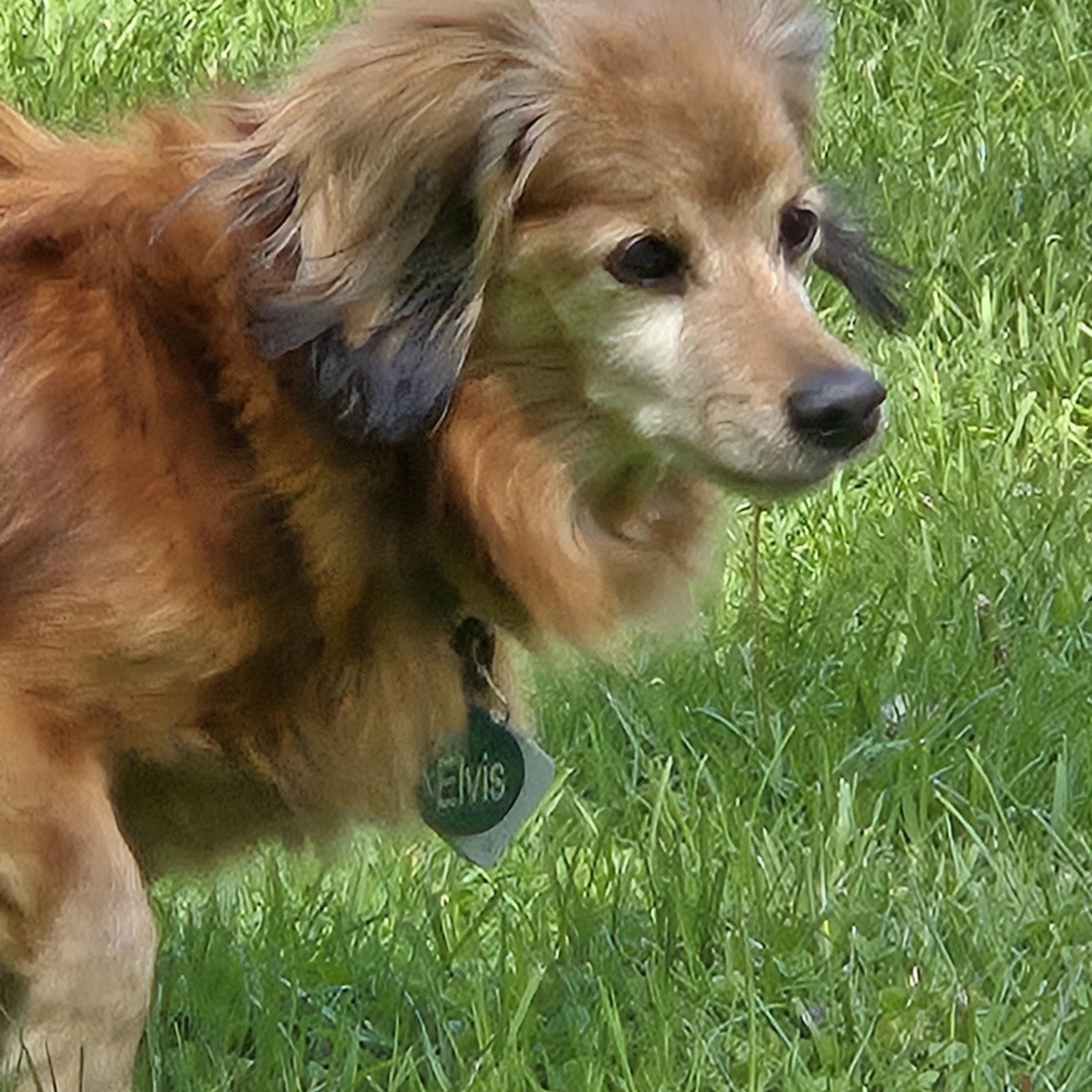 Enlarge Steve, a ADOPTABLE mixed breed in Sylvania, OH image 5/6