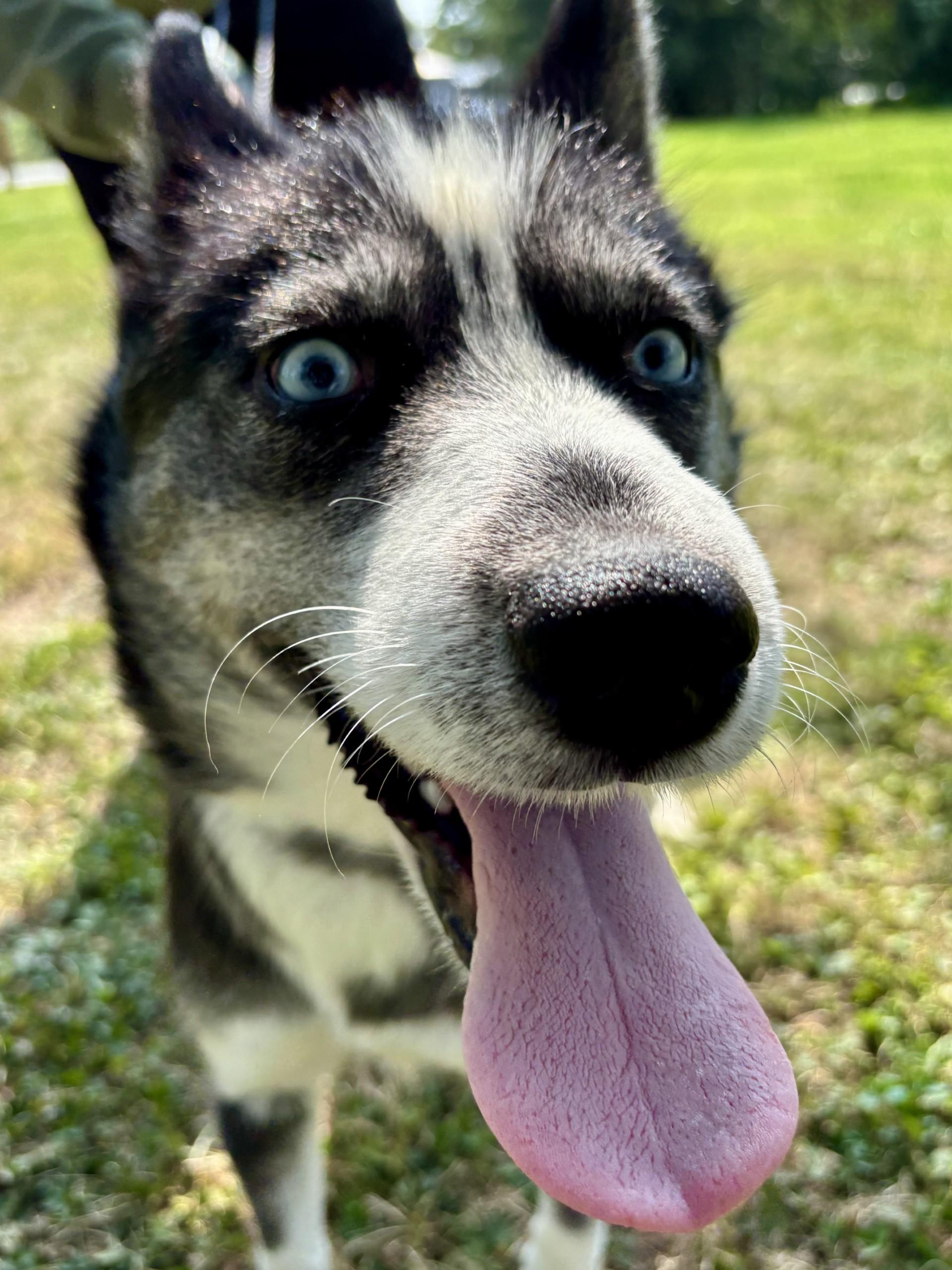 Mo, Adoptable, Adult Female Siberian Husky.