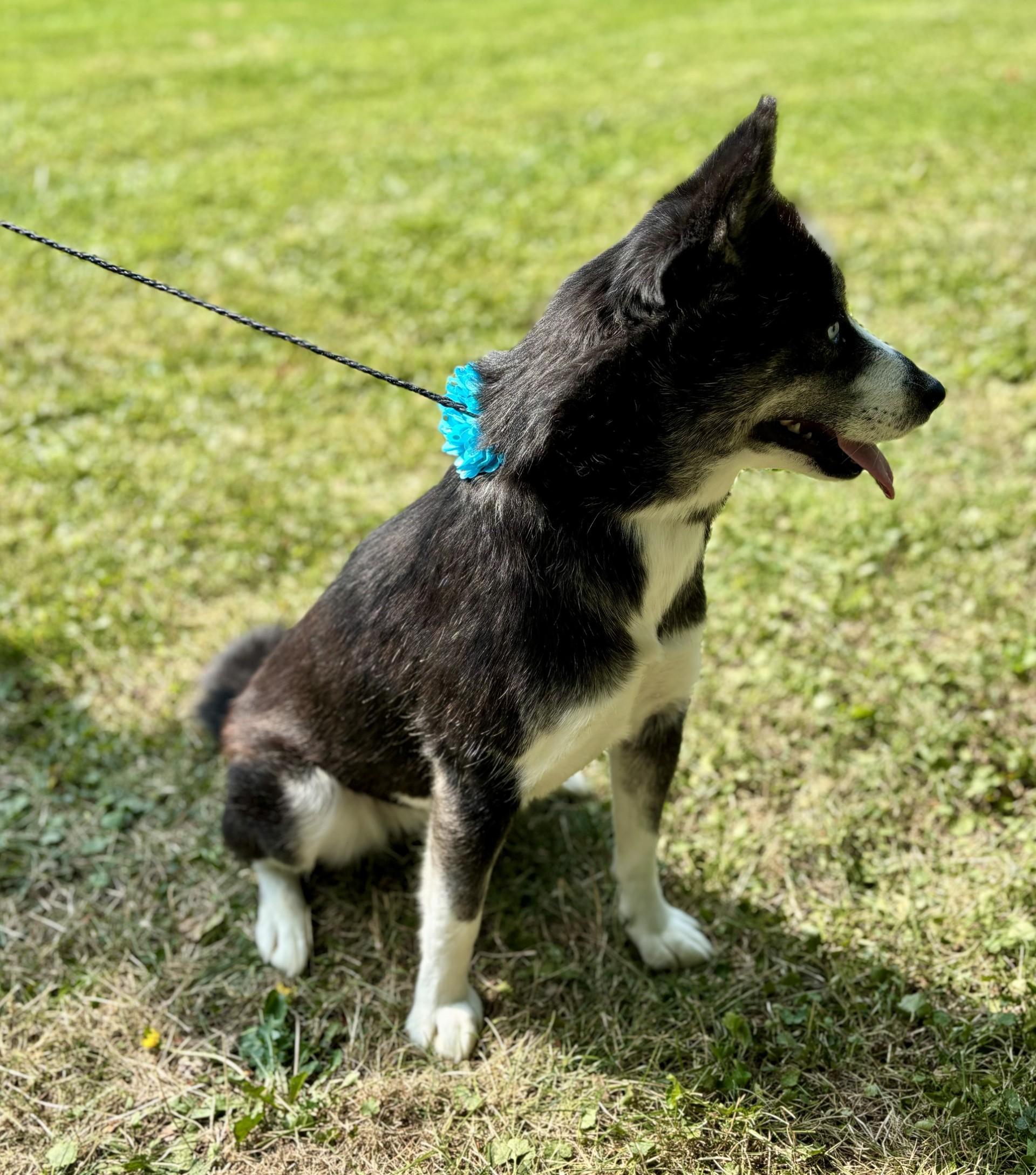 Mo, a Adoptable mixed breed in Upper Sandusky, OH image 2/4