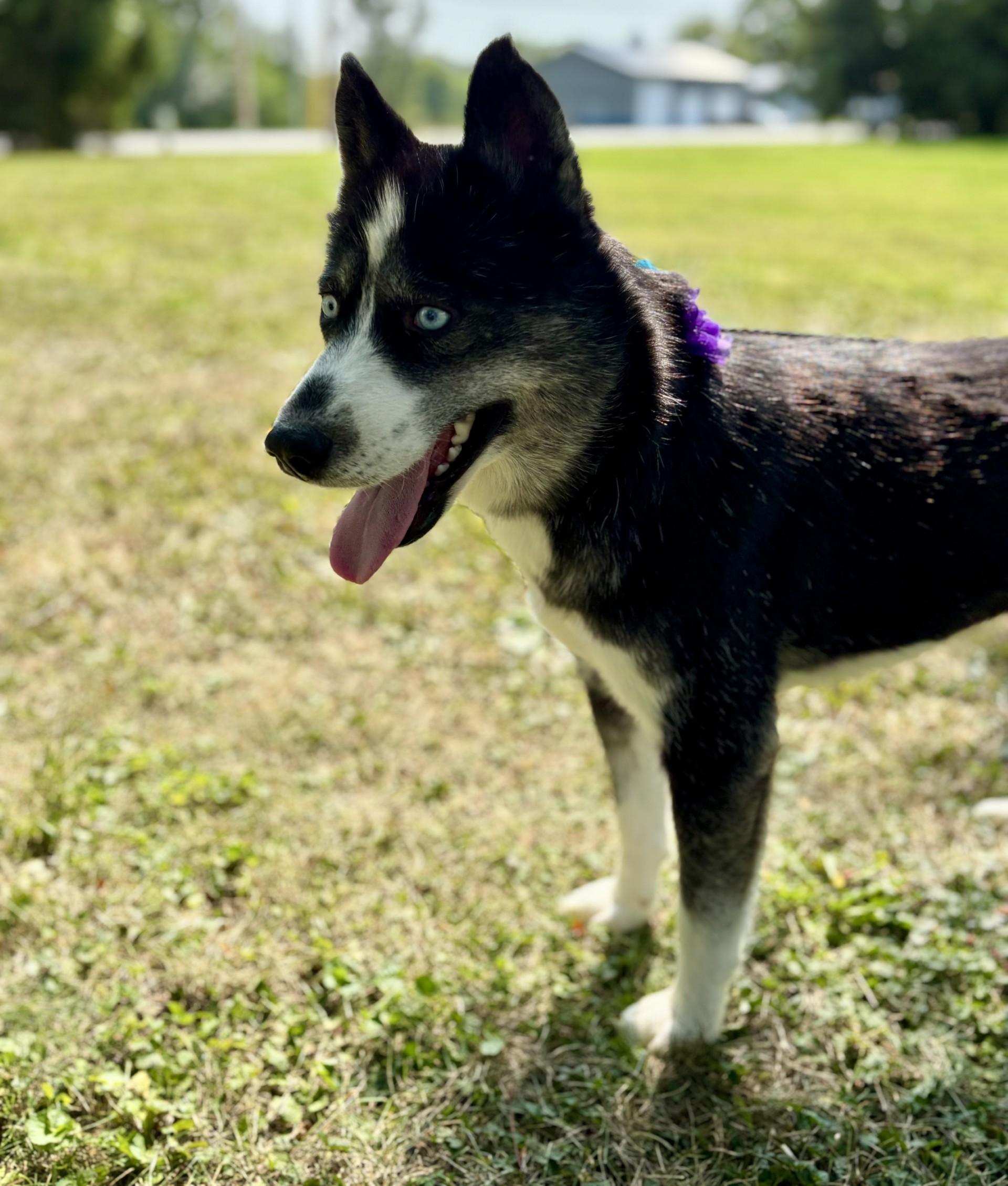 Mo, a Adoptable mixed breed in Upper Sandusky, OH image 3/4