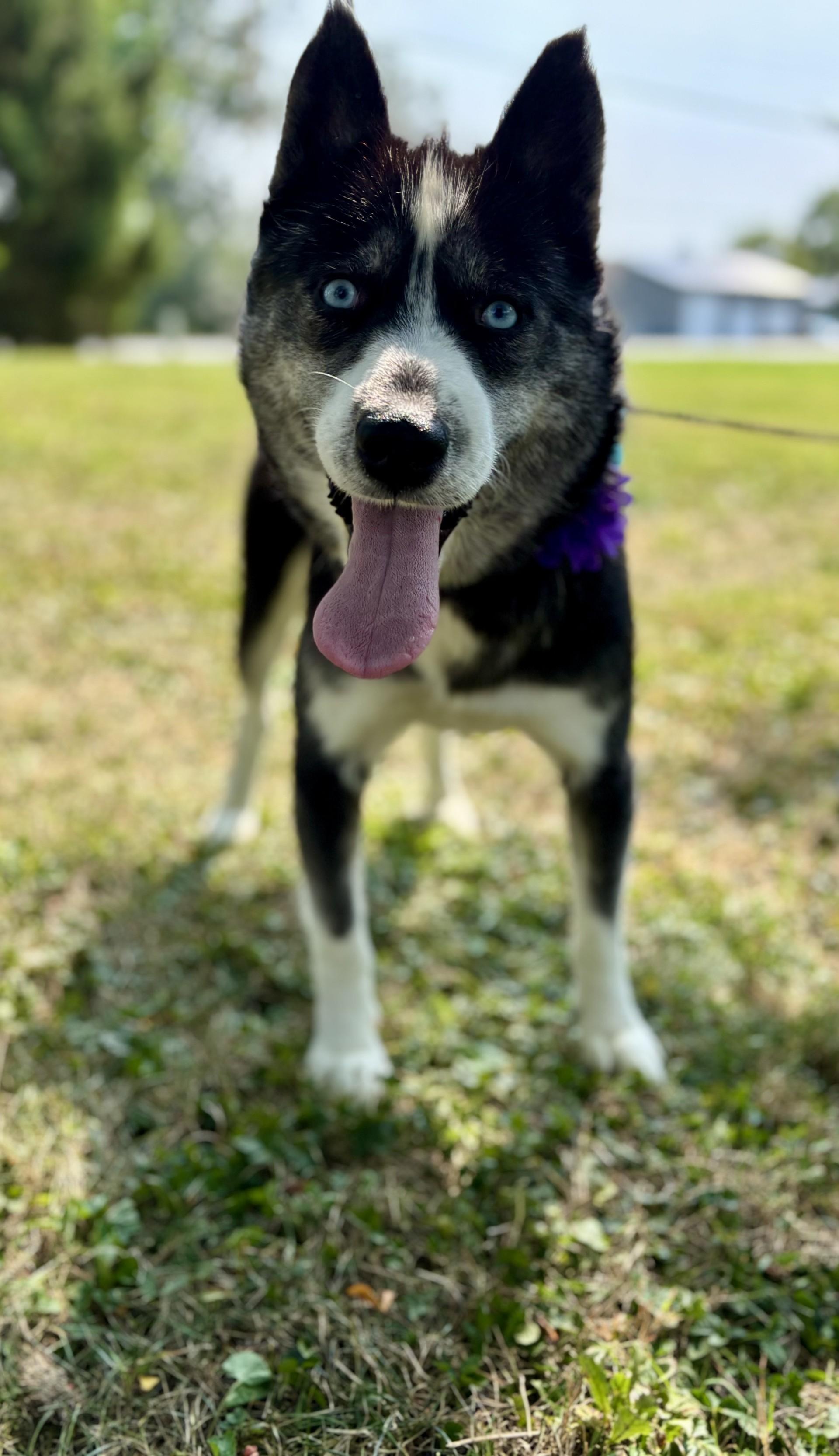 Mo, a Adoptable mixed breed in Upper Sandusky, OH image 4/4