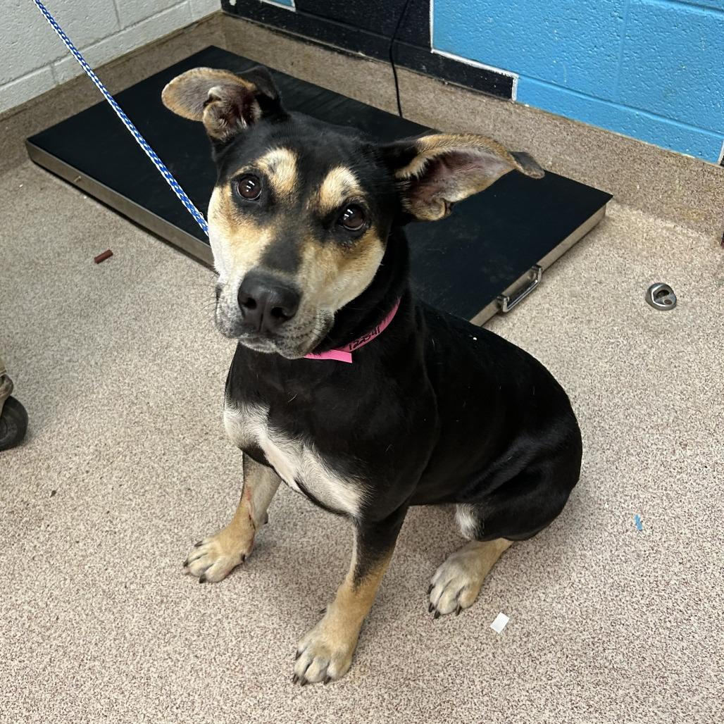 Enlarge Cindy Lou, a Adoptable mixed breed in Ardmore, OK image 1/1