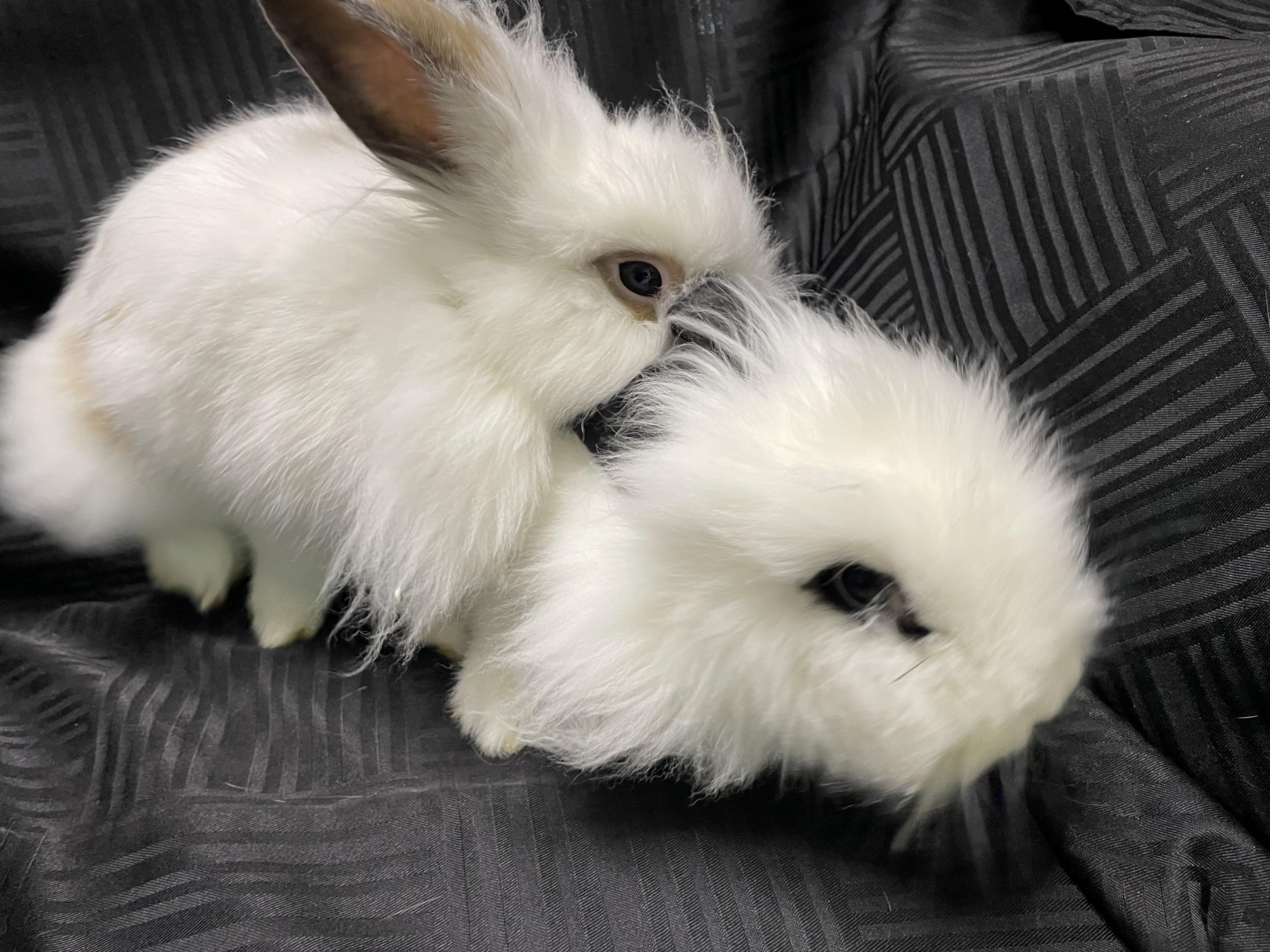 Harumi (& Gilbert), Adopted, Young Female Lionhead.