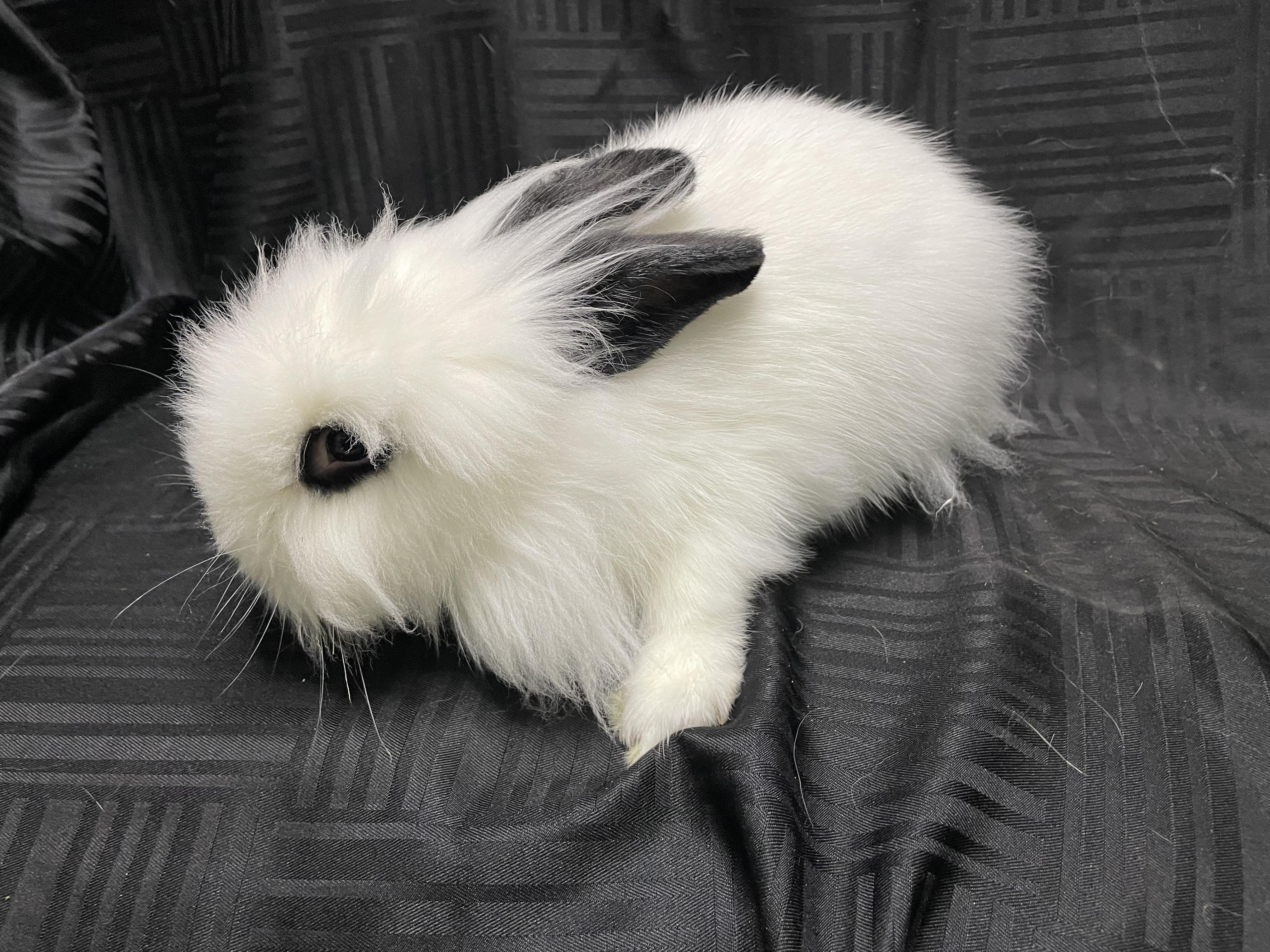 Enlarge Harumi (& Gilbert), a Adopted Lionhead in Holiday, FL image 3/6