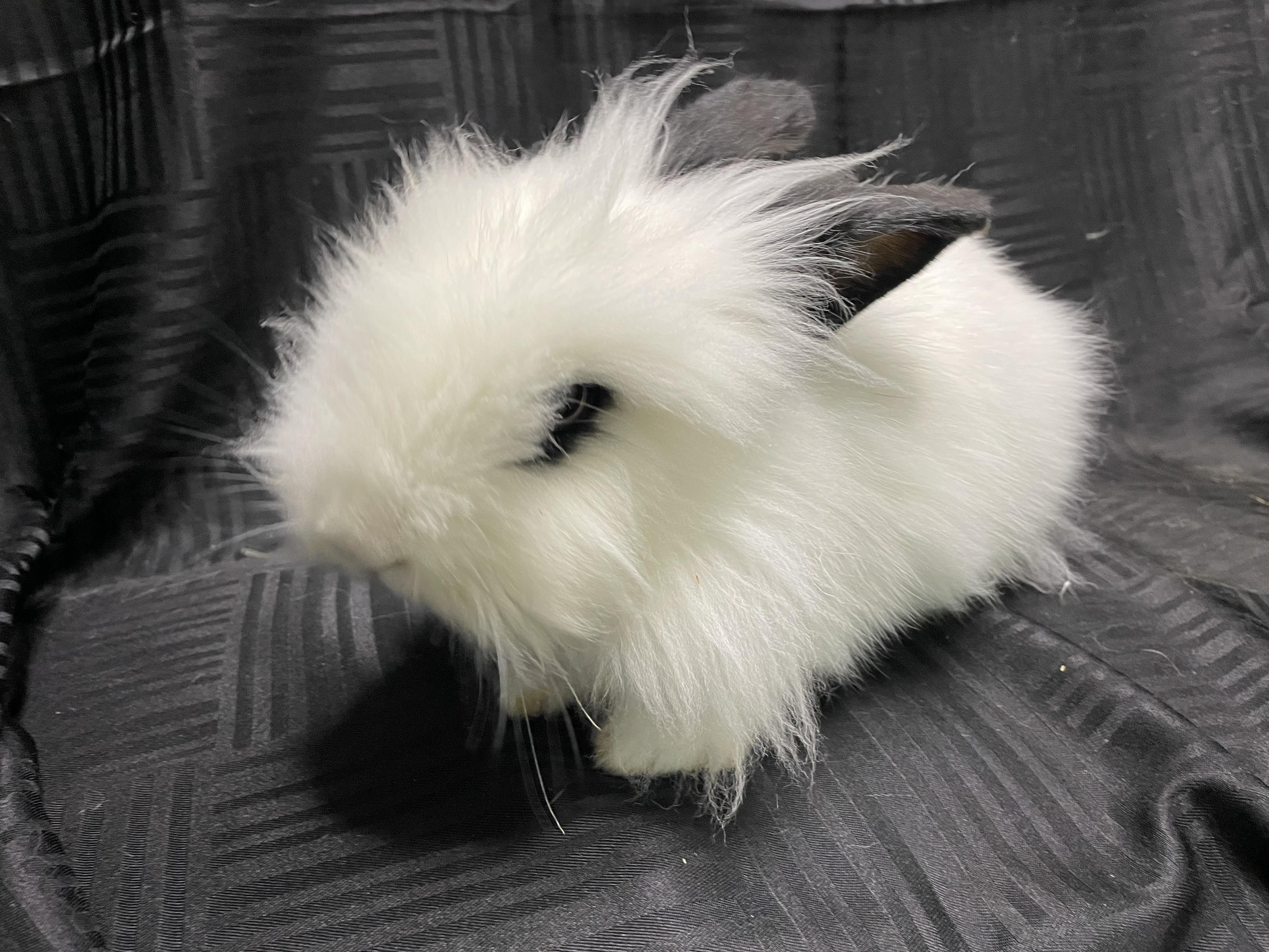 Enlarge Harumi (& Gilbert), a Adopted Lionhead in Holiday, FL image 5/6