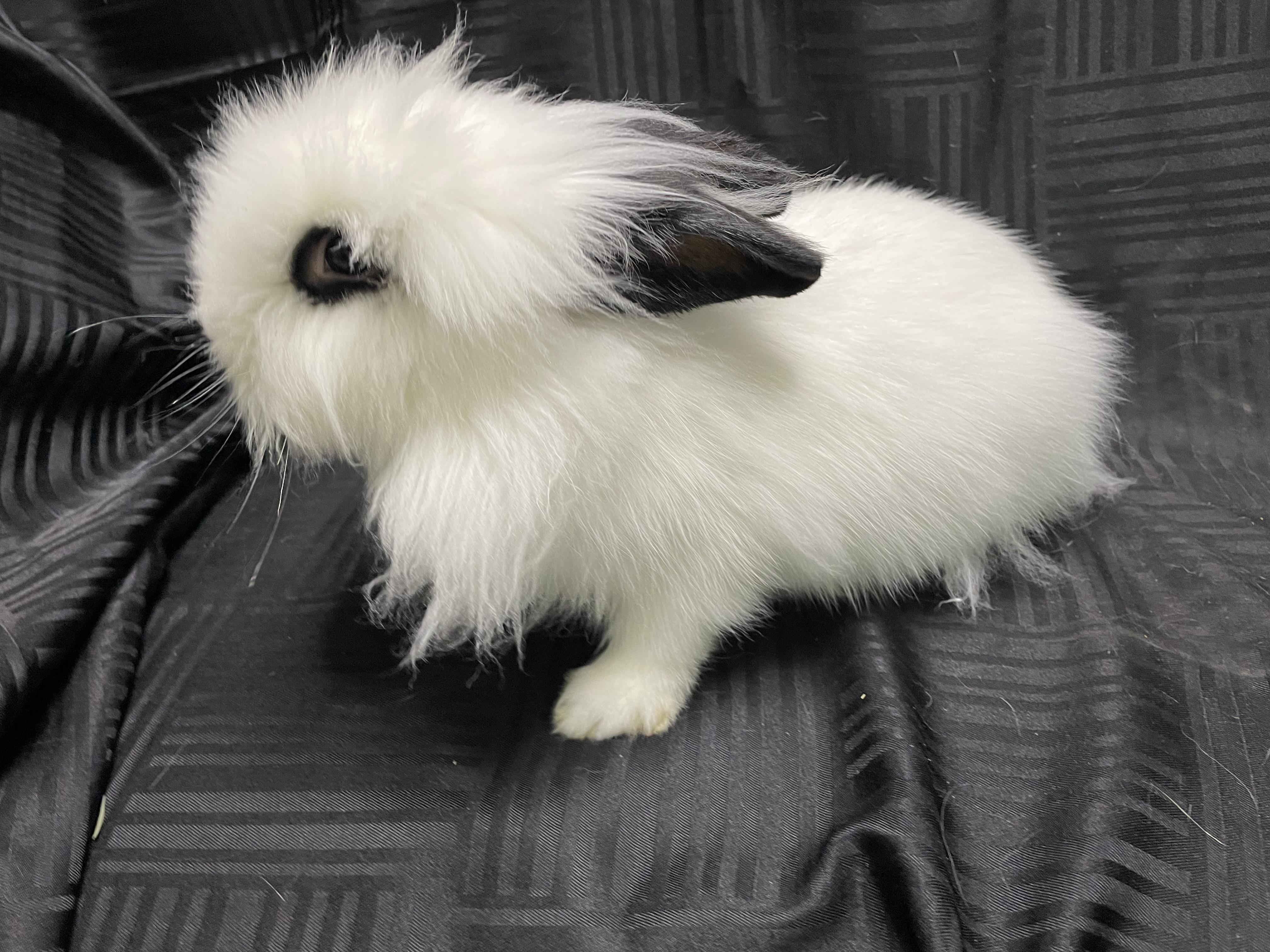 Enlarge Harumi (& Gilbert), a Adopted Lionhead in Holiday, FL image 6/6