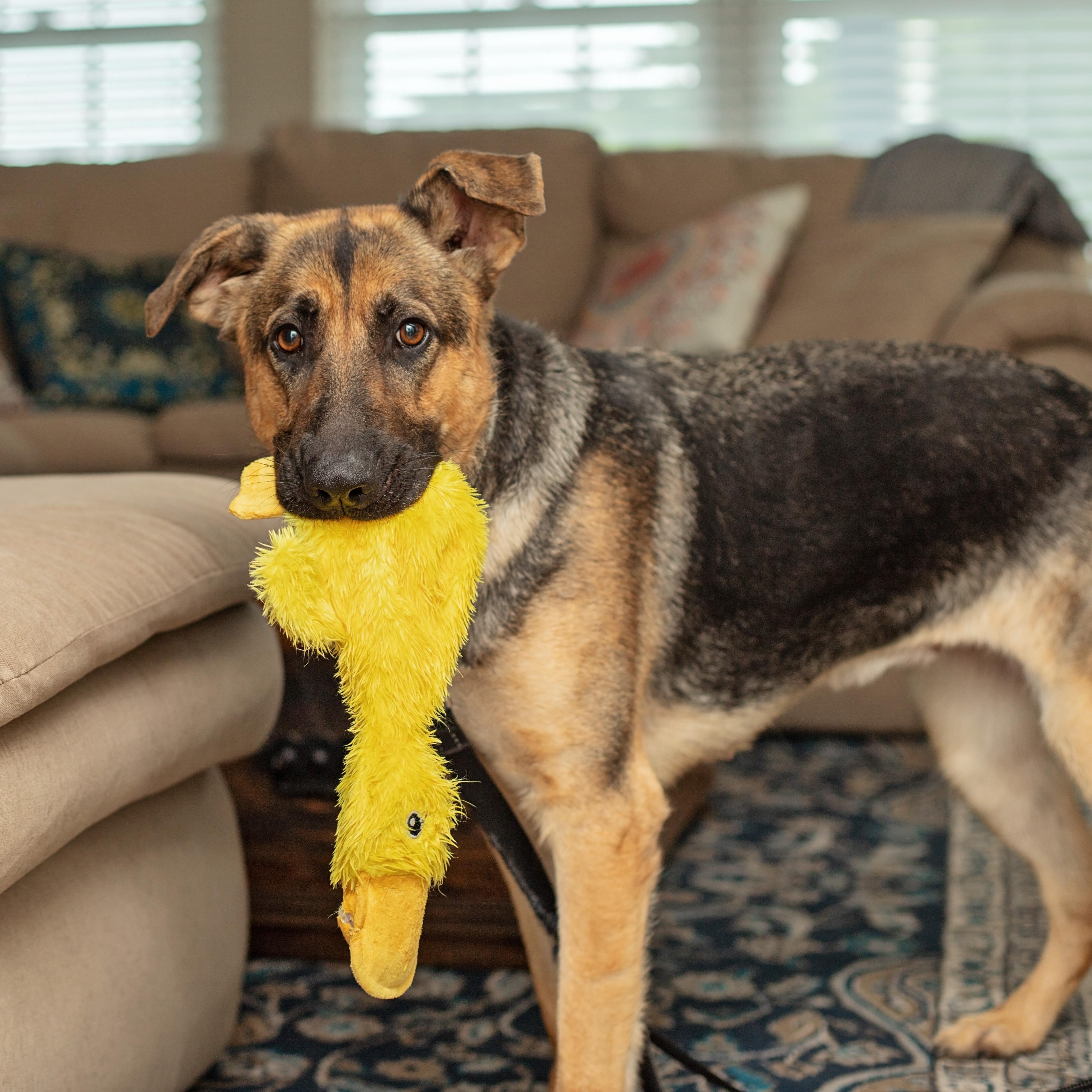 Enlarge Luna, a Adoptable German Shepherd Dog in Landenberg, PA image 3/6