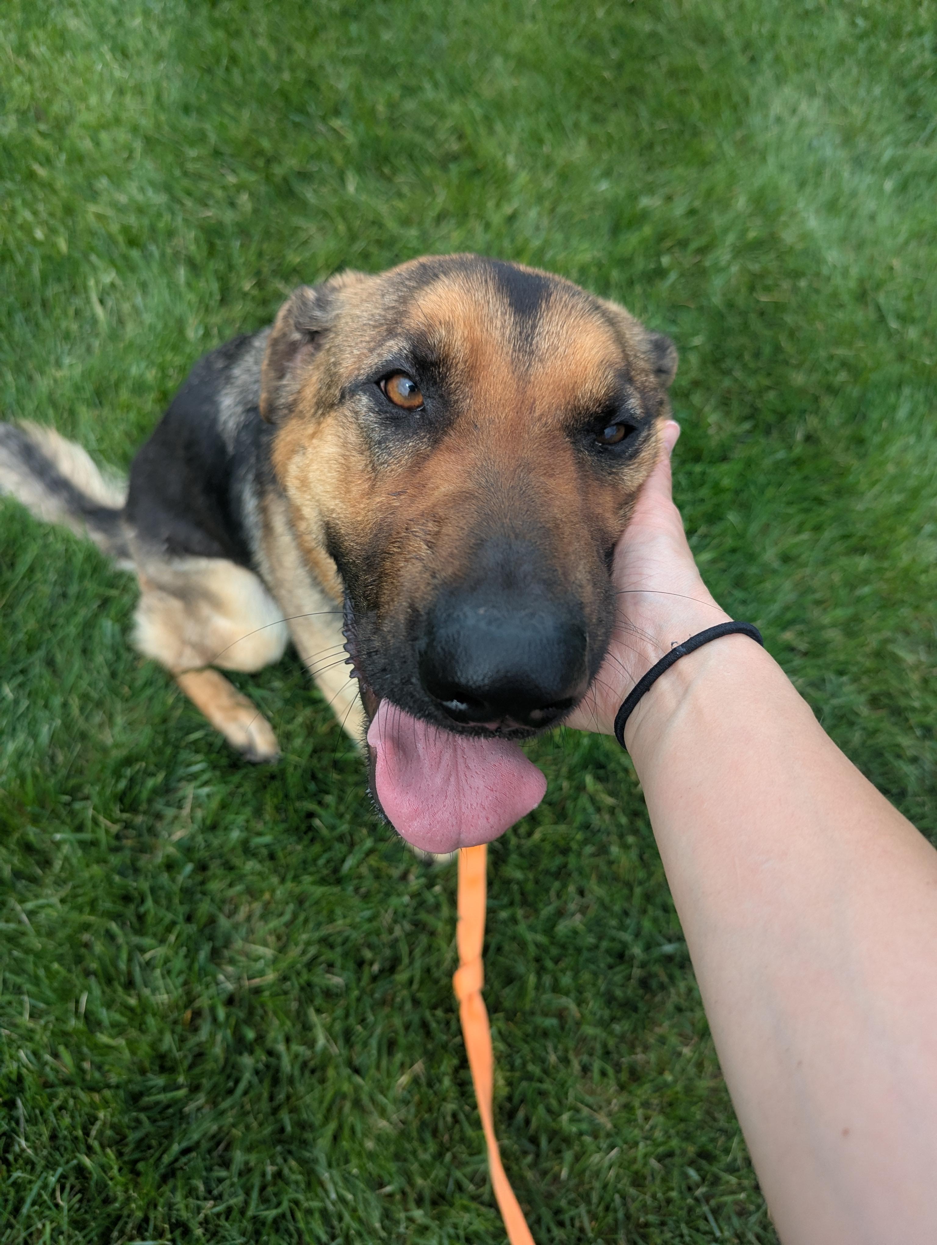 Enlarge Luna, a Adoptable German Shepherd Dog in Landenberg, PA image 1/6