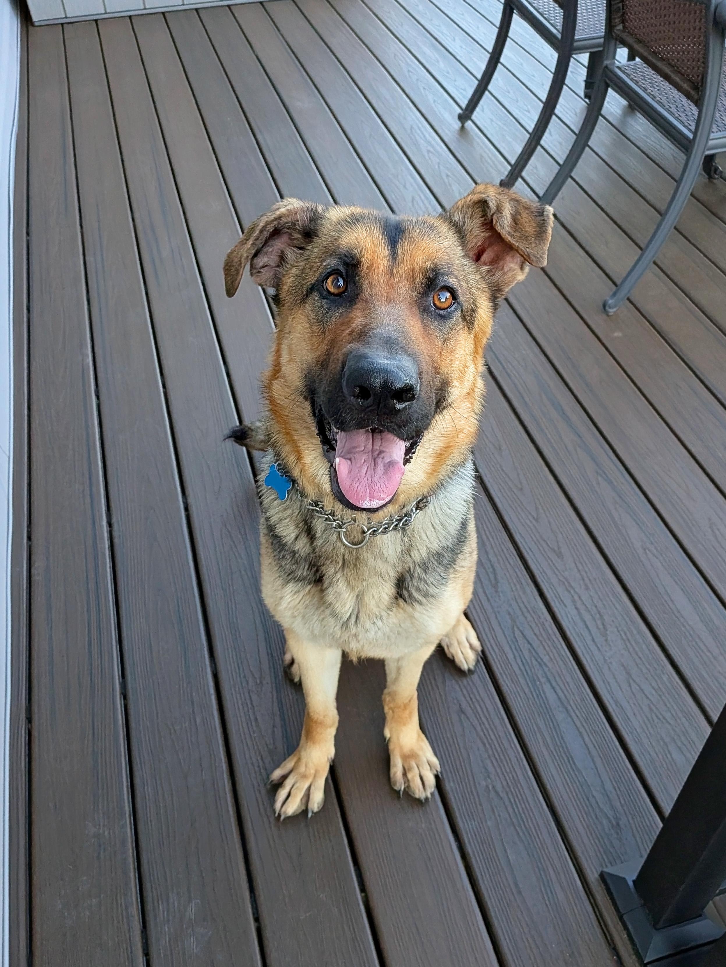 Enlarge Luna, a Adoptable German Shepherd Dog in Landenberg, PA image 4/6