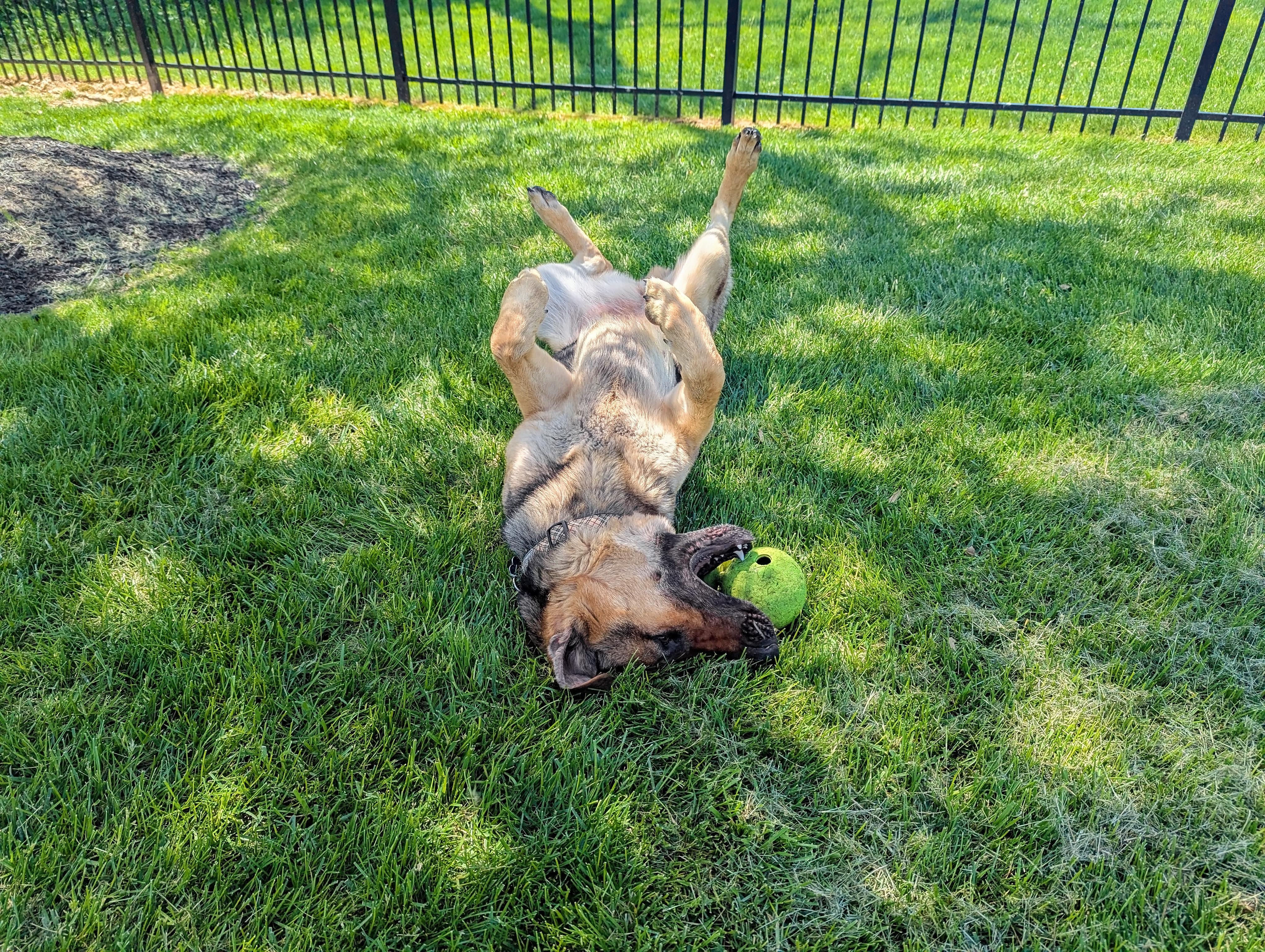 Enlarge Luna, a Adoptable German Shepherd Dog in Landenberg, PA image 6/6