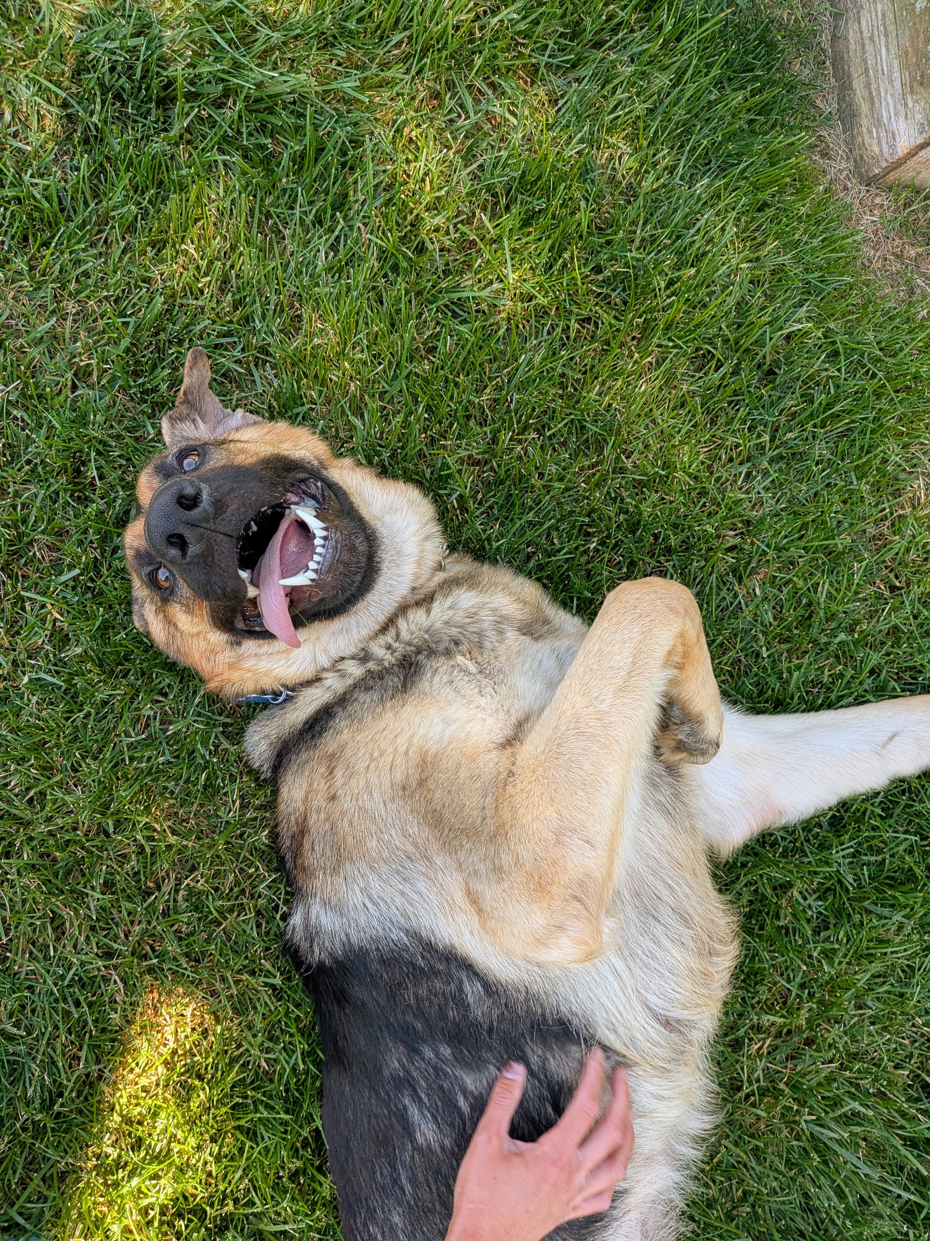 Enlarge Luna, a Adoptable German Shepherd Dog in Landenberg, PA image 5/6