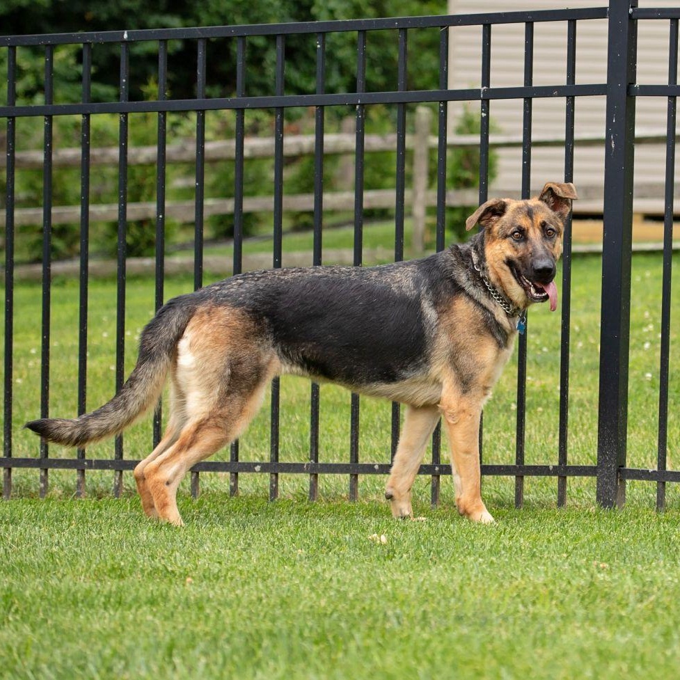 Enlarge Luna, a Adoptable German Shepherd Dog in Landenberg, PA image 2/6