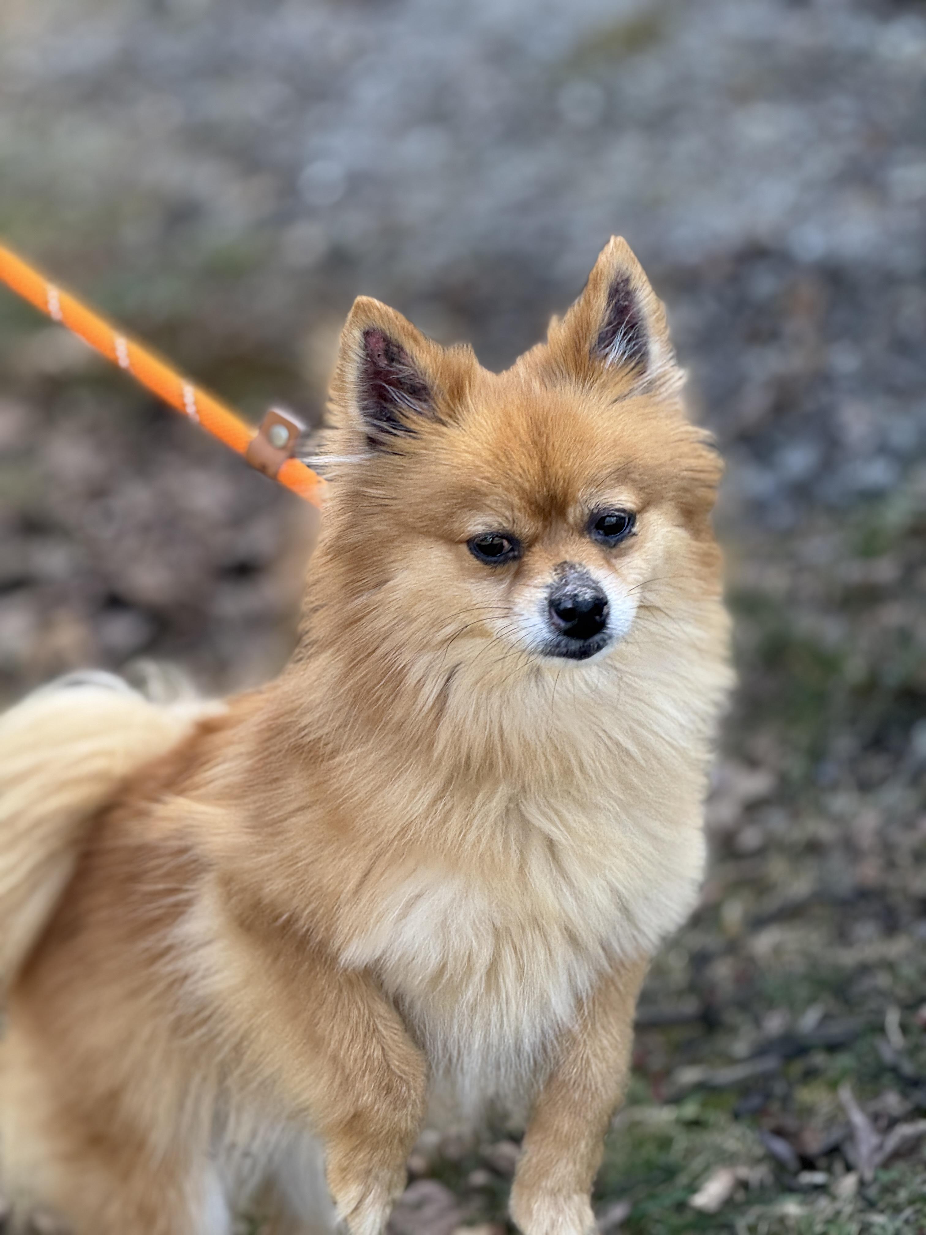Enlarge Jeff, a ADOPTABLE Pomeranian in Richmond, VA image 3/6