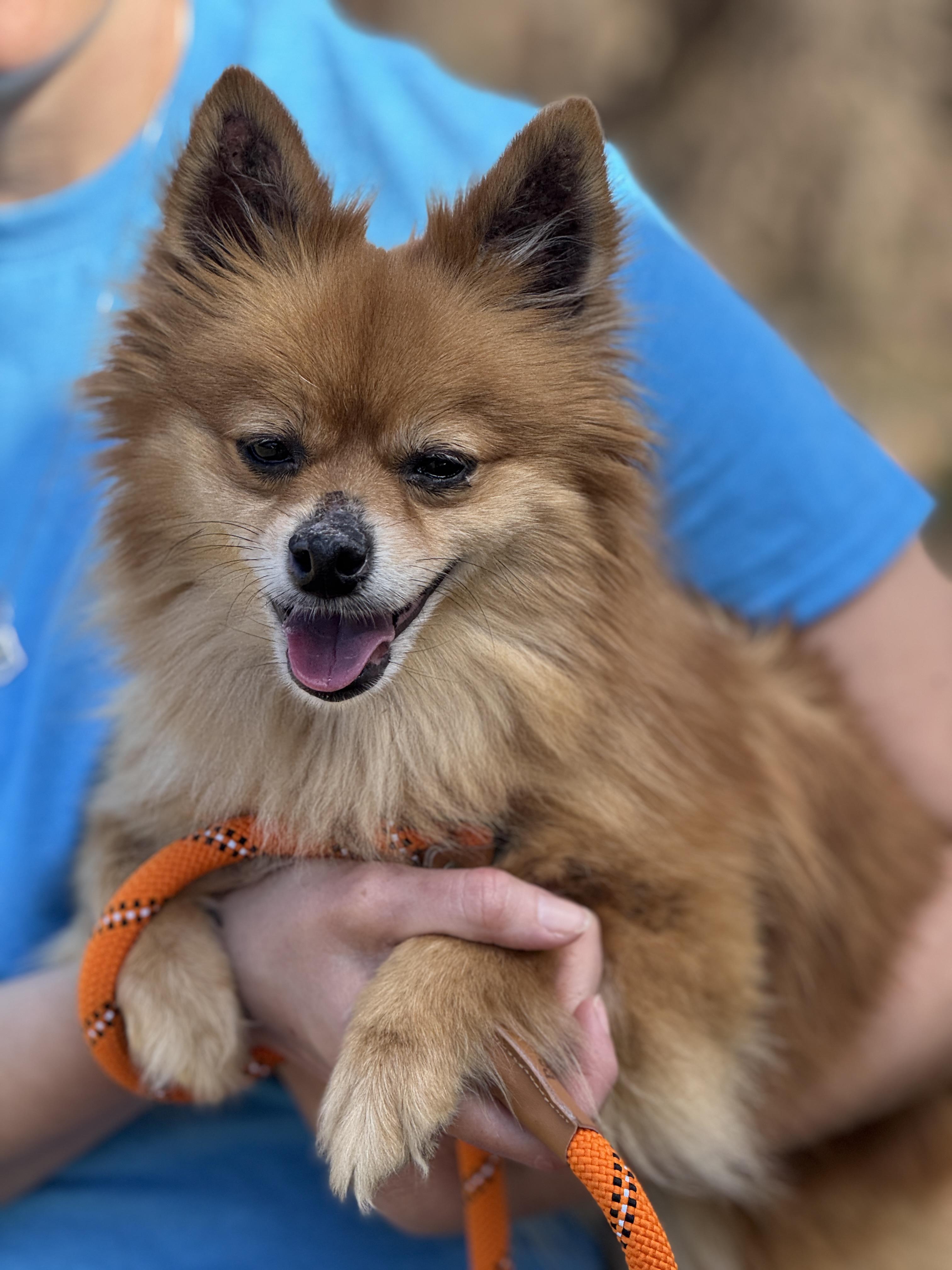 Jeff, ADOPTABLE, Adult Male Pomeranian.