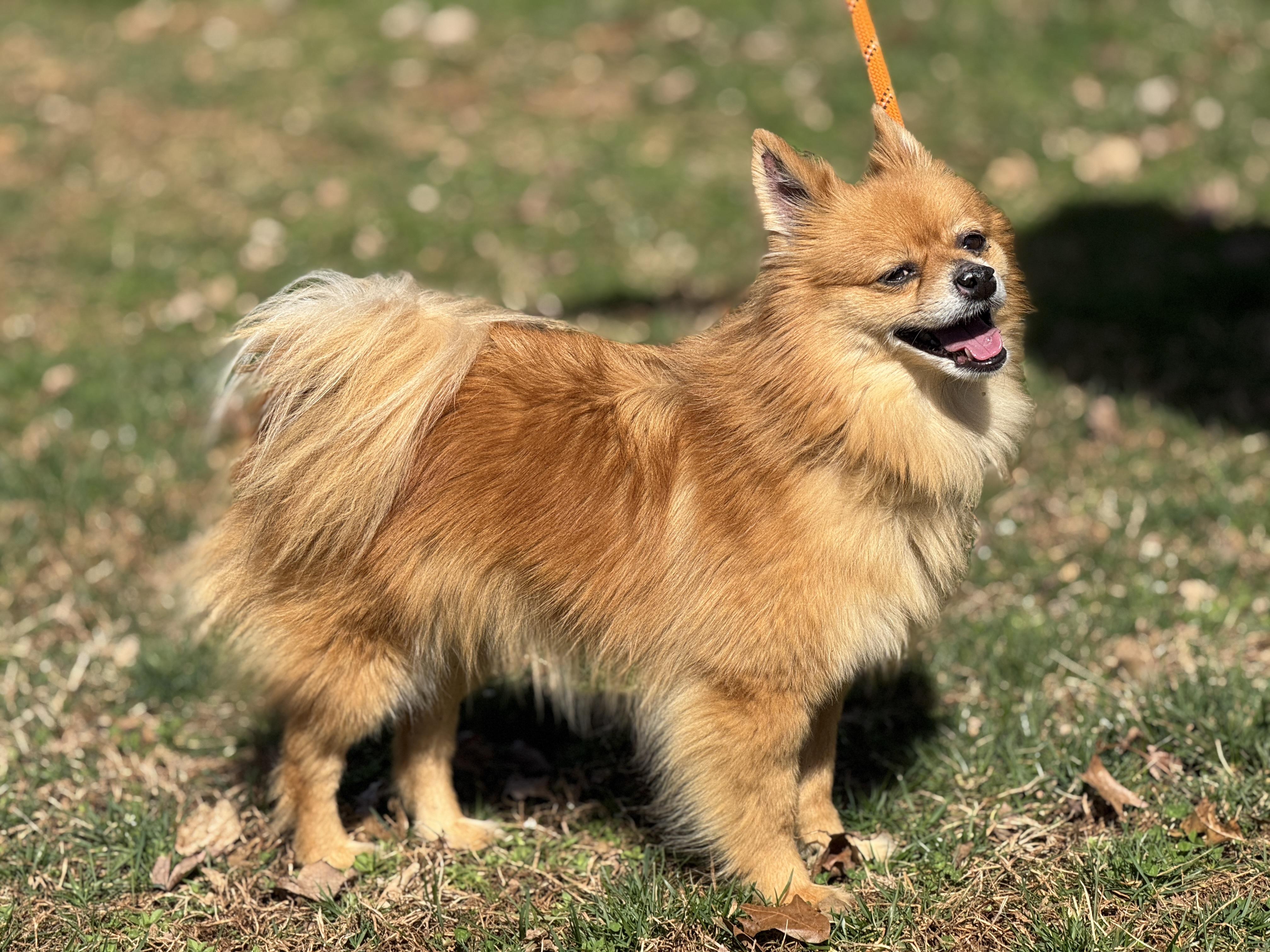 Enlarge Jeff, a ADOPTABLE Pomeranian in Richmond, VA image 4/6