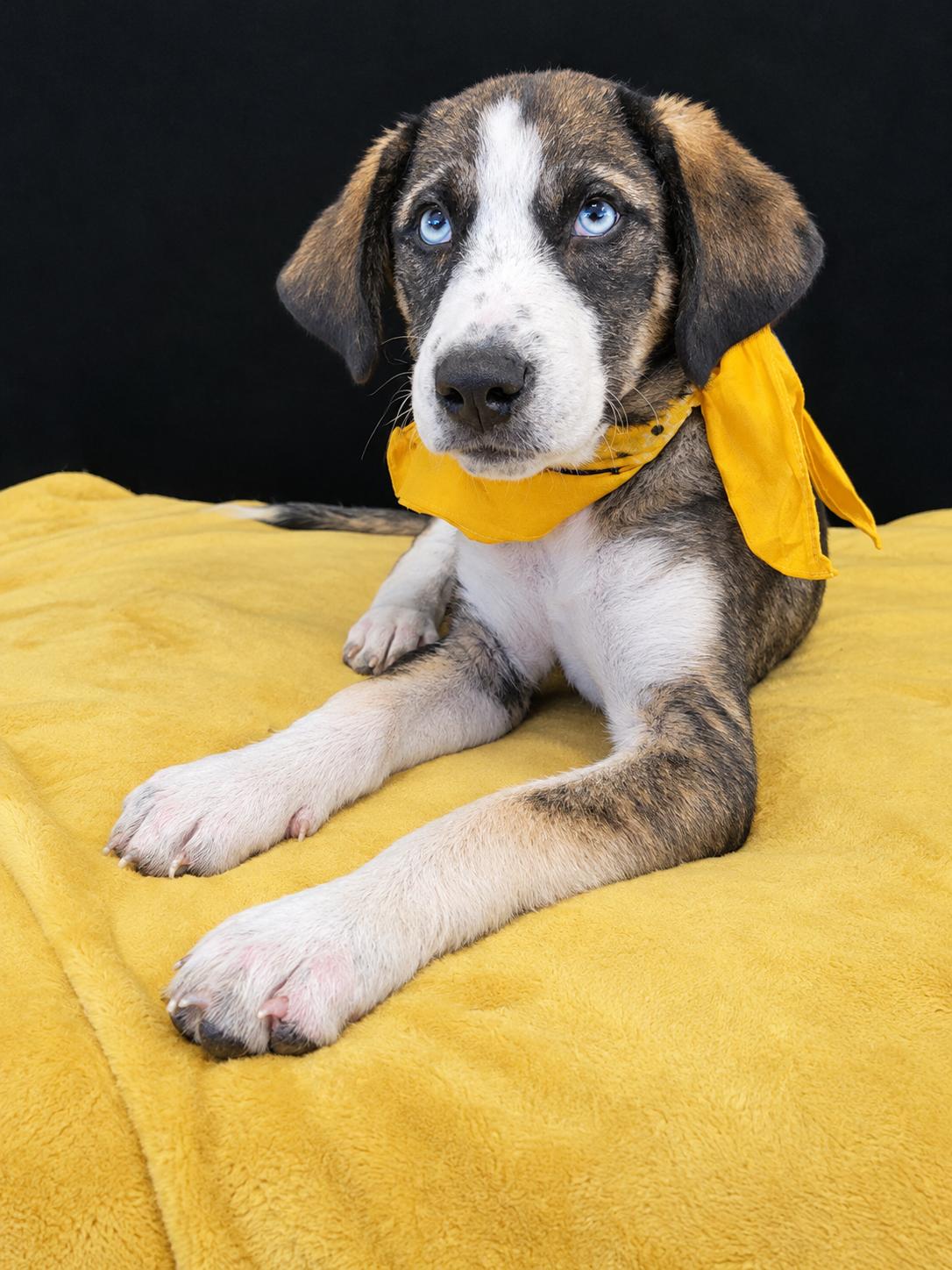 Glacier SS, Adoptable, Puppy Female Mixed Breed.