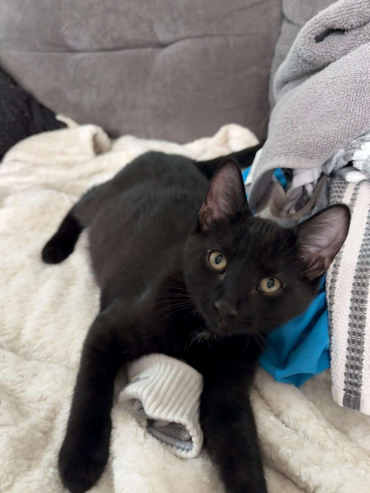 Ozzy, an adopted Domestic Short Hair in Cambridge, ON image 1/4