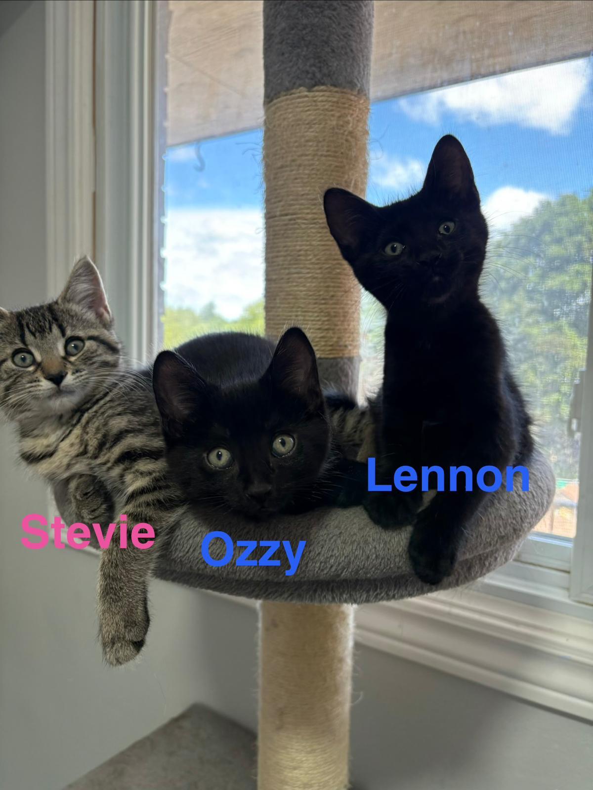 Ozzy, an adopted Domestic Short Hair in Cambridge, ON image 4/4