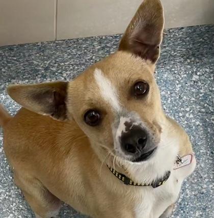 Enlarge Odie, a ADOPTABLE Chihuahua in Santa Cruz, CA image 2/4