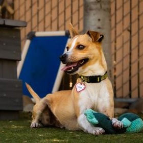 Enlarge Odie, a ADOPTABLE Chihuahua in Santa Cruz, CA image 3/4