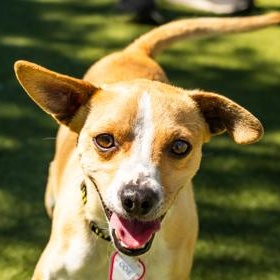 Odie, ADOPTABLE, Adult Male Chihuahua.