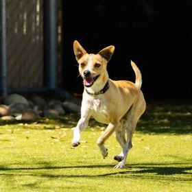 Enlarge Odie, a ADOPTABLE Chihuahua in Santa Cruz, CA image 4/4