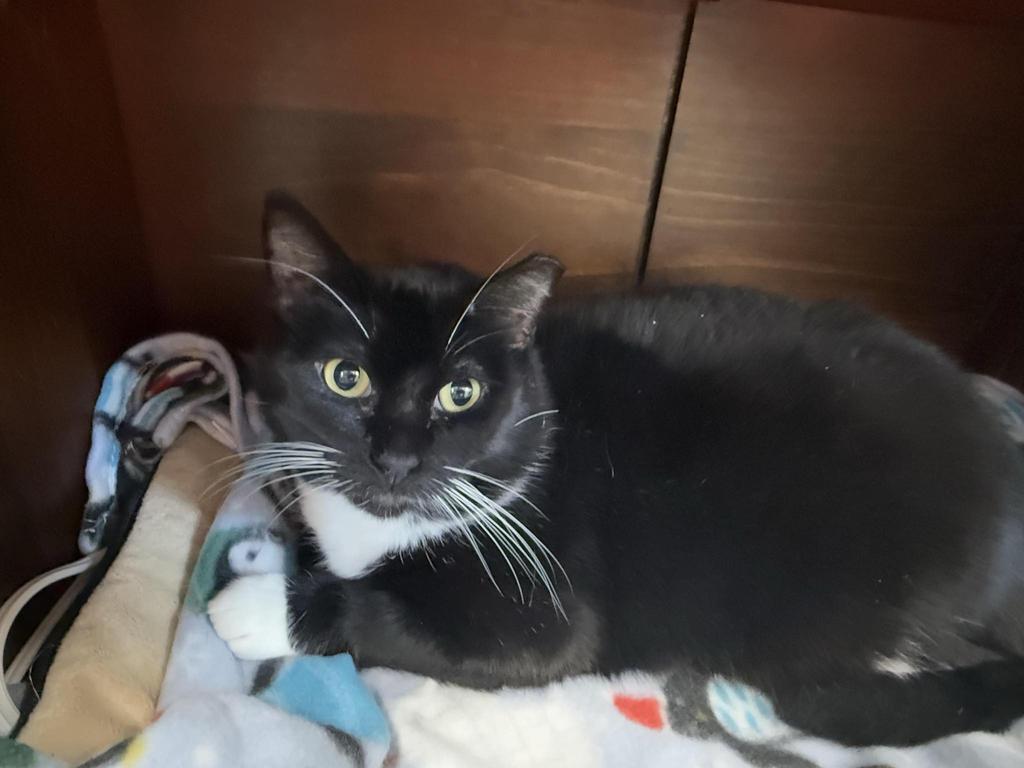 Enlarge Link, a Adoptable mixed breed in Ontario, OR image 1/4