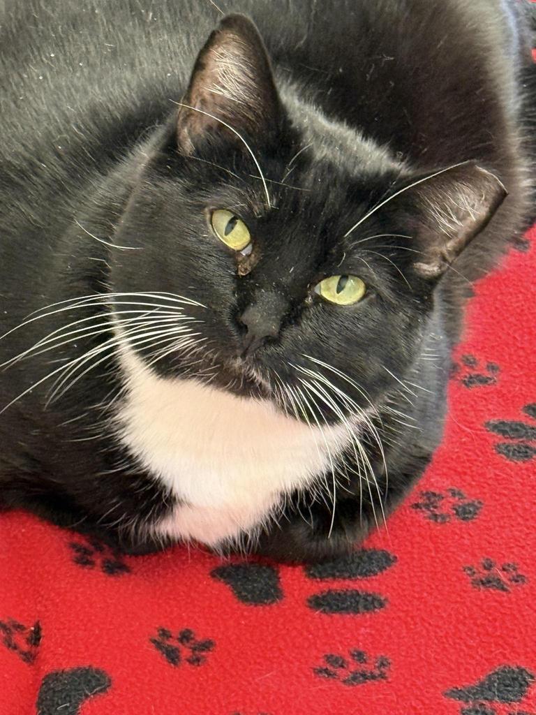 Enlarge Link, a Adoptable mixed breed in Ontario, OR image 3/4