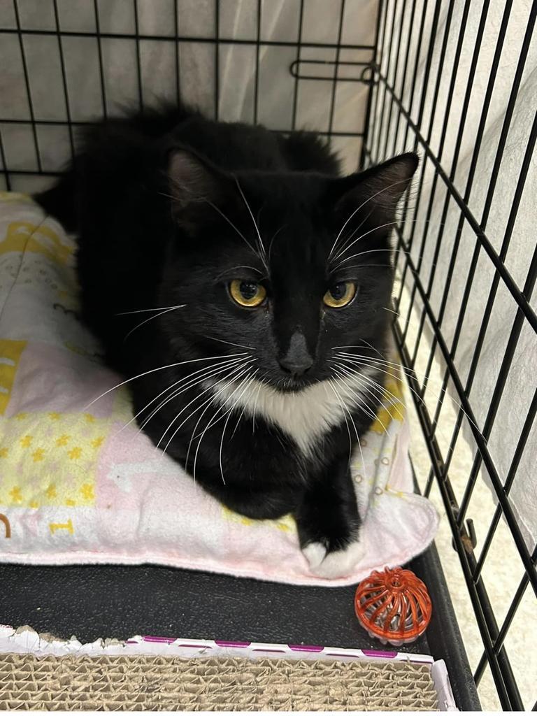 Enlarge Link, a Adoptable mixed breed in Ontario, OR image 4/4